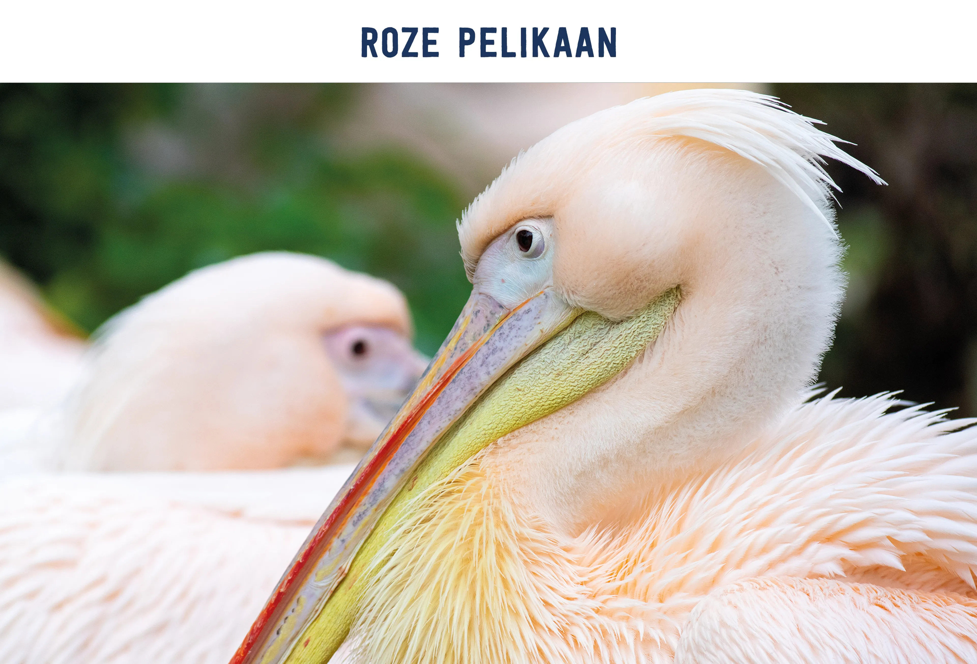 Roze pelikaan paspoort AquaZoo Leeuwarden