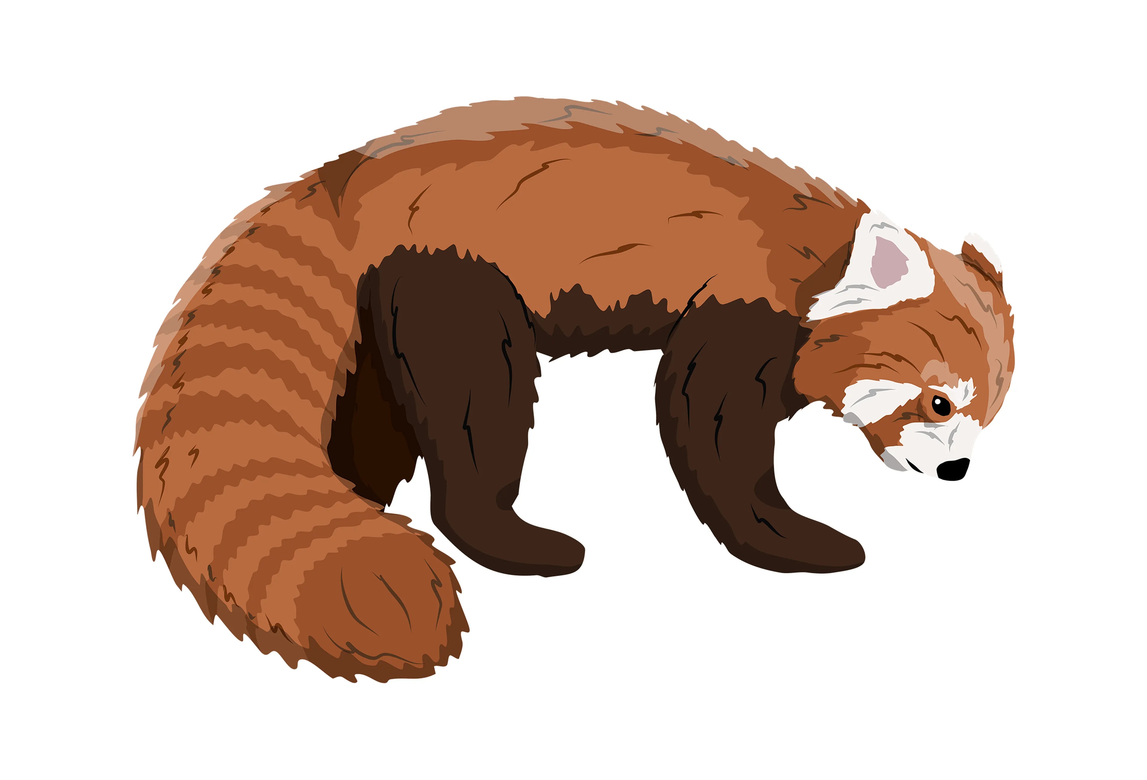 Opdracht 7 Rode panda paspoort AquaZoo Leeuwarden