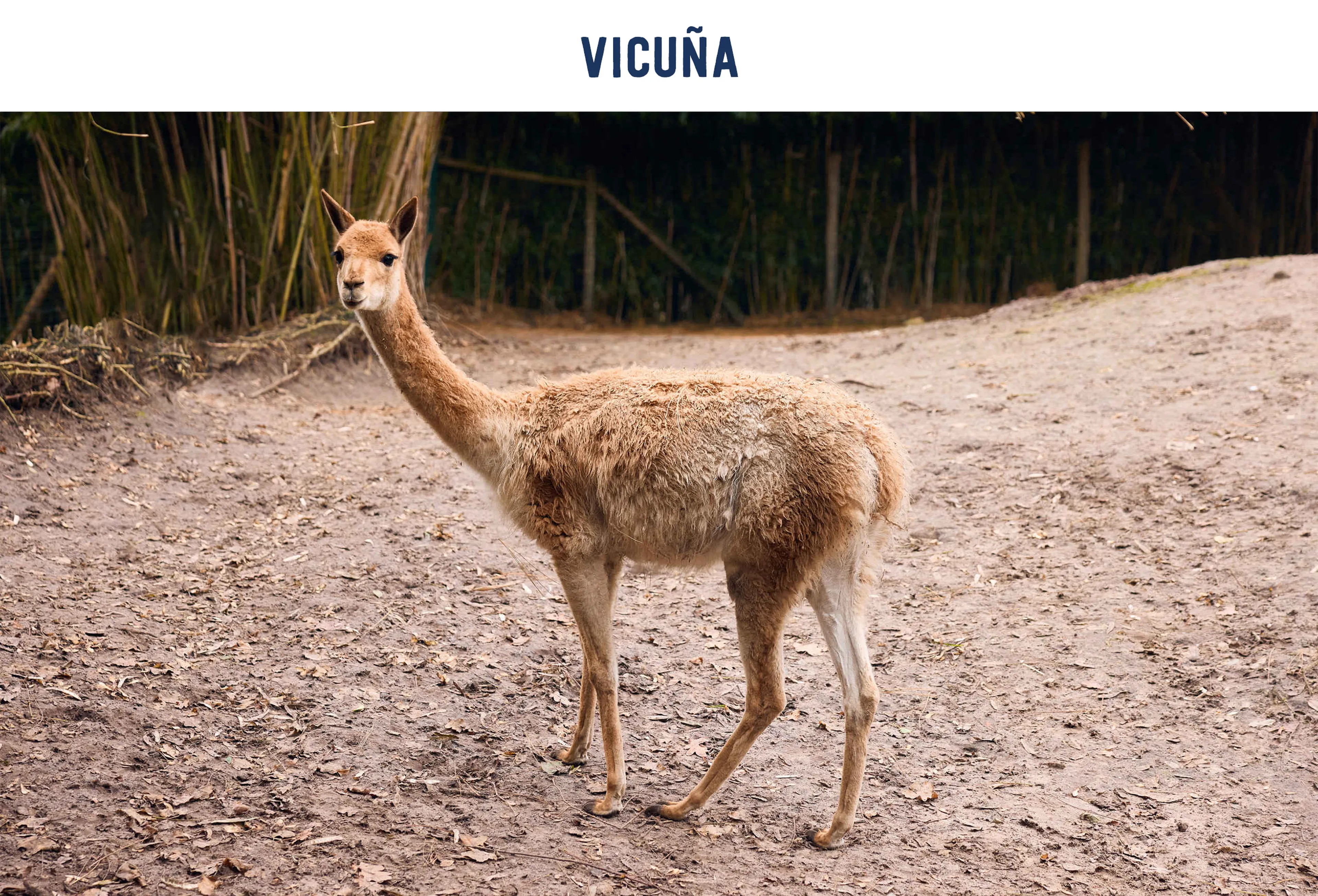 Vicuña paspoort AquaZoo Leeuwarden