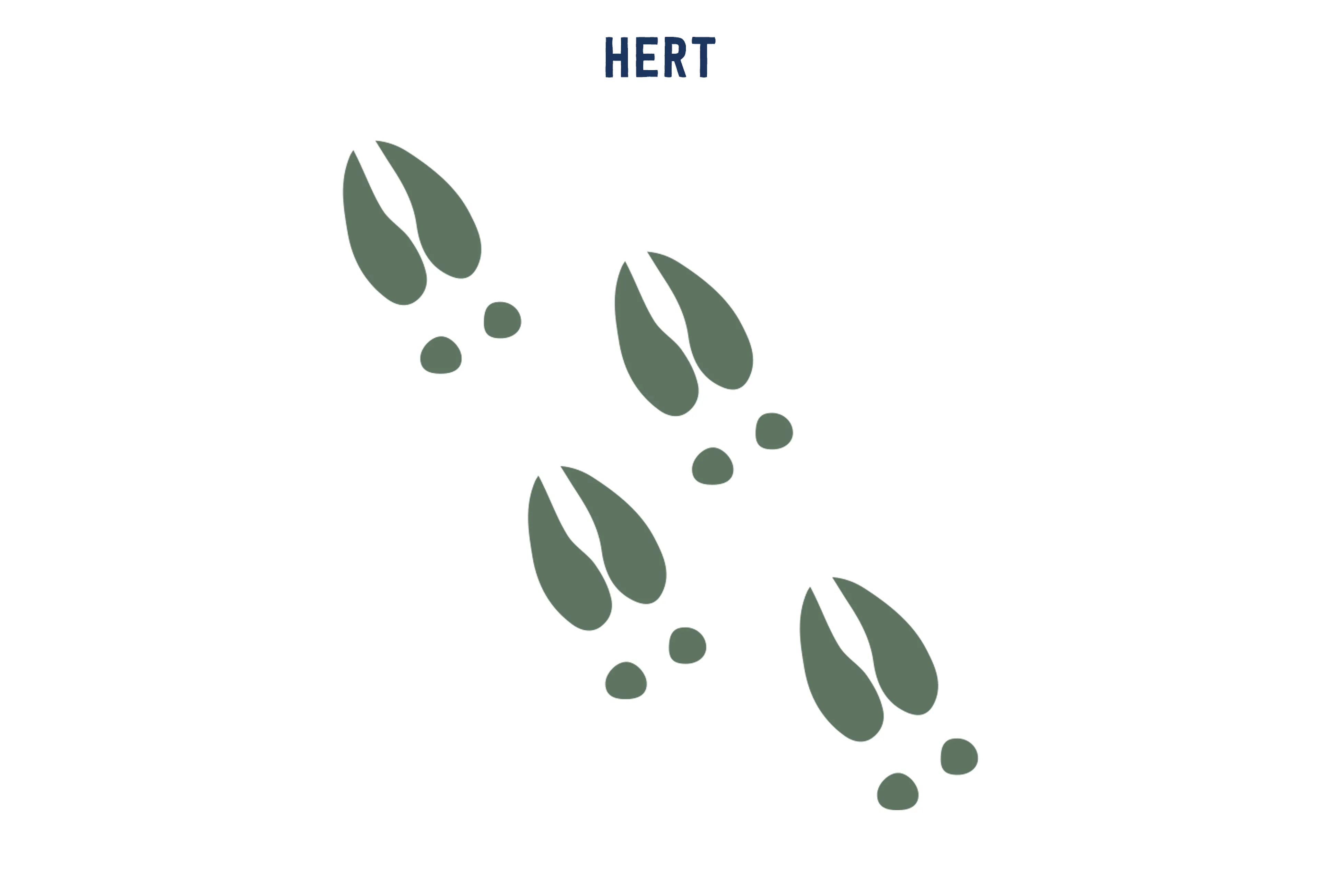 Opdracht 5 hert sporten paspoort AquaZoo Leeuwarden