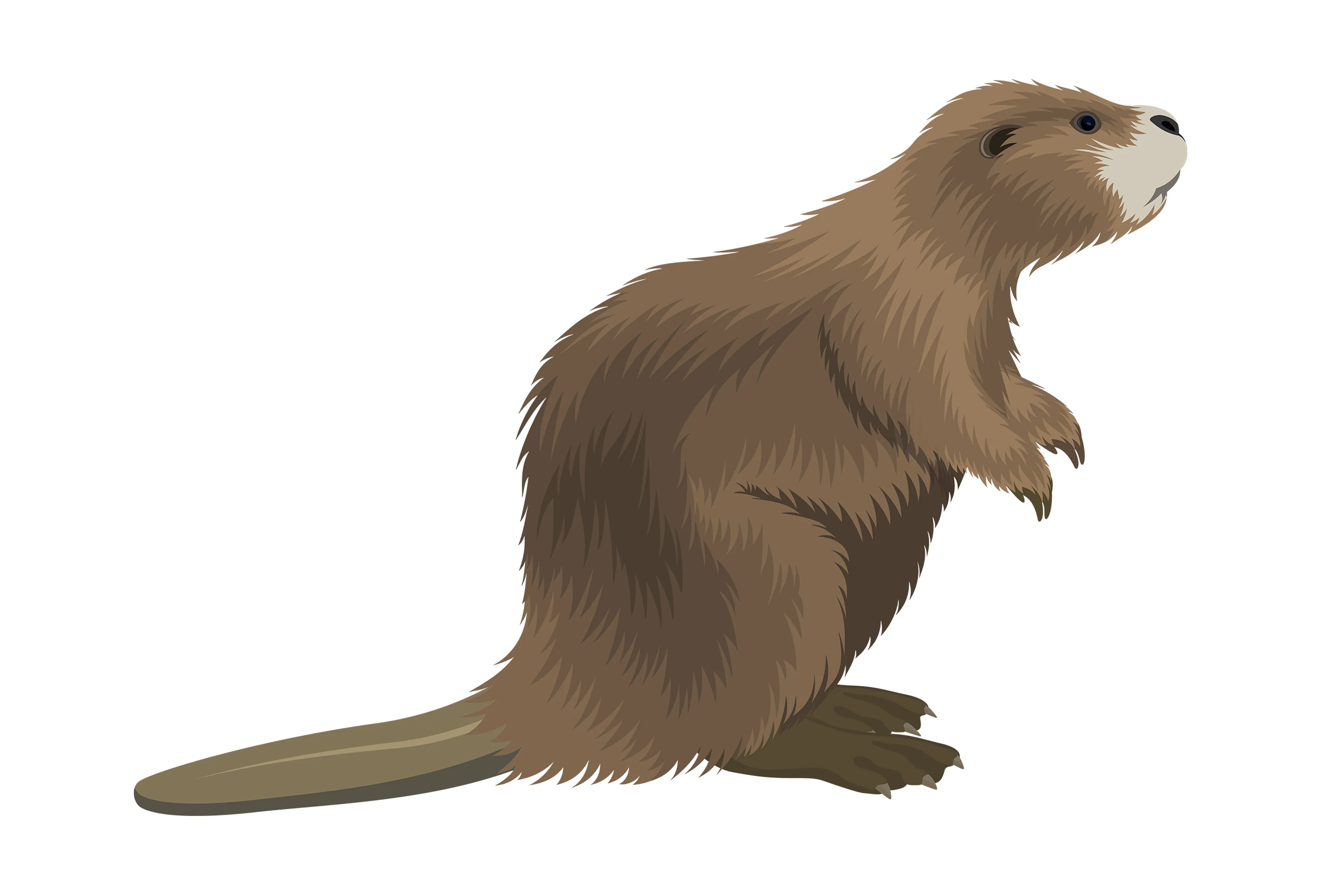 Opdracht 7 Bever paspoort AquaZoo Leeuwarden