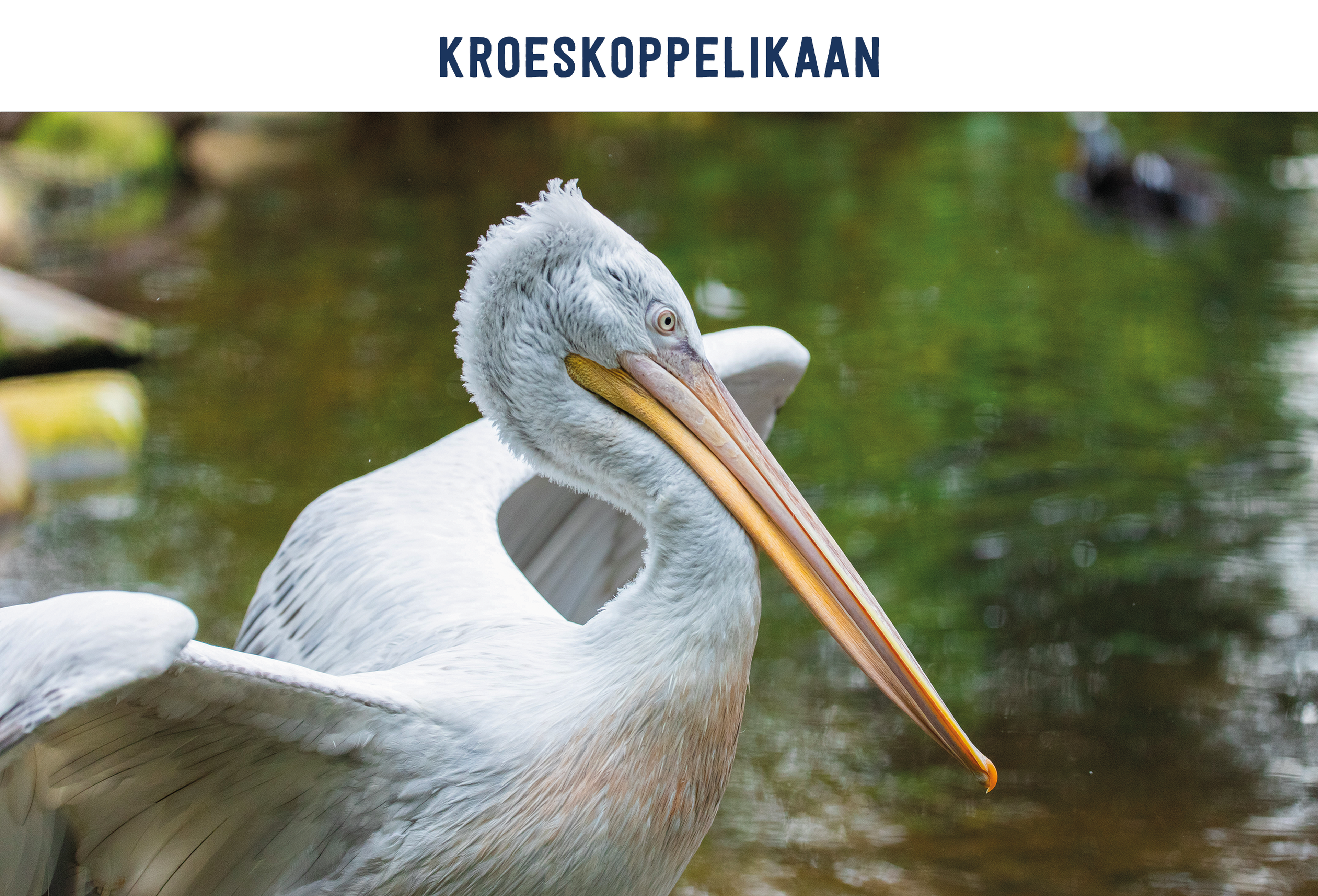 Kroeskoppelikaan paspoort AquaZoo Leeuwarden