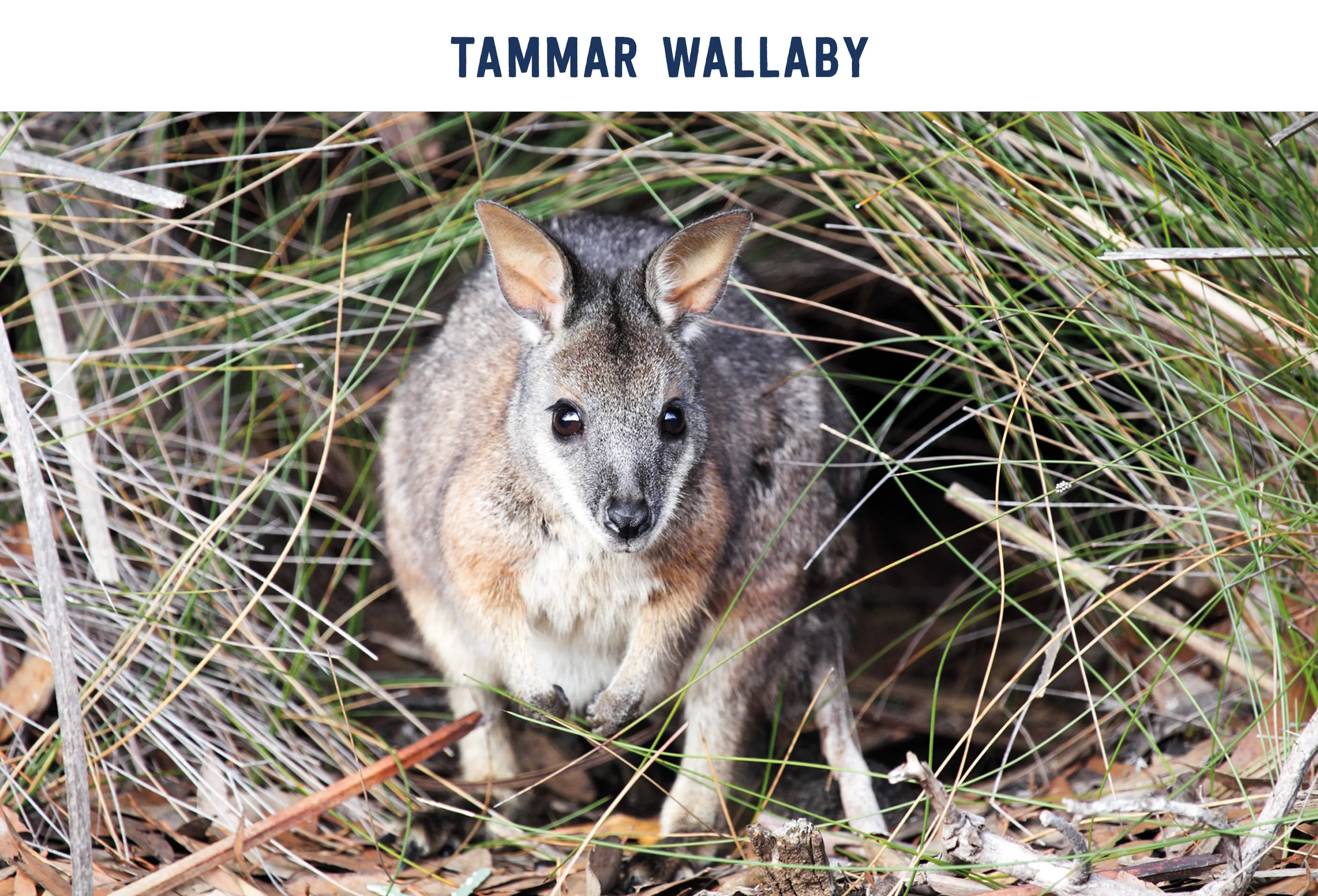 Tammar Wallaby paspoort AquaZoo Leeuwarden