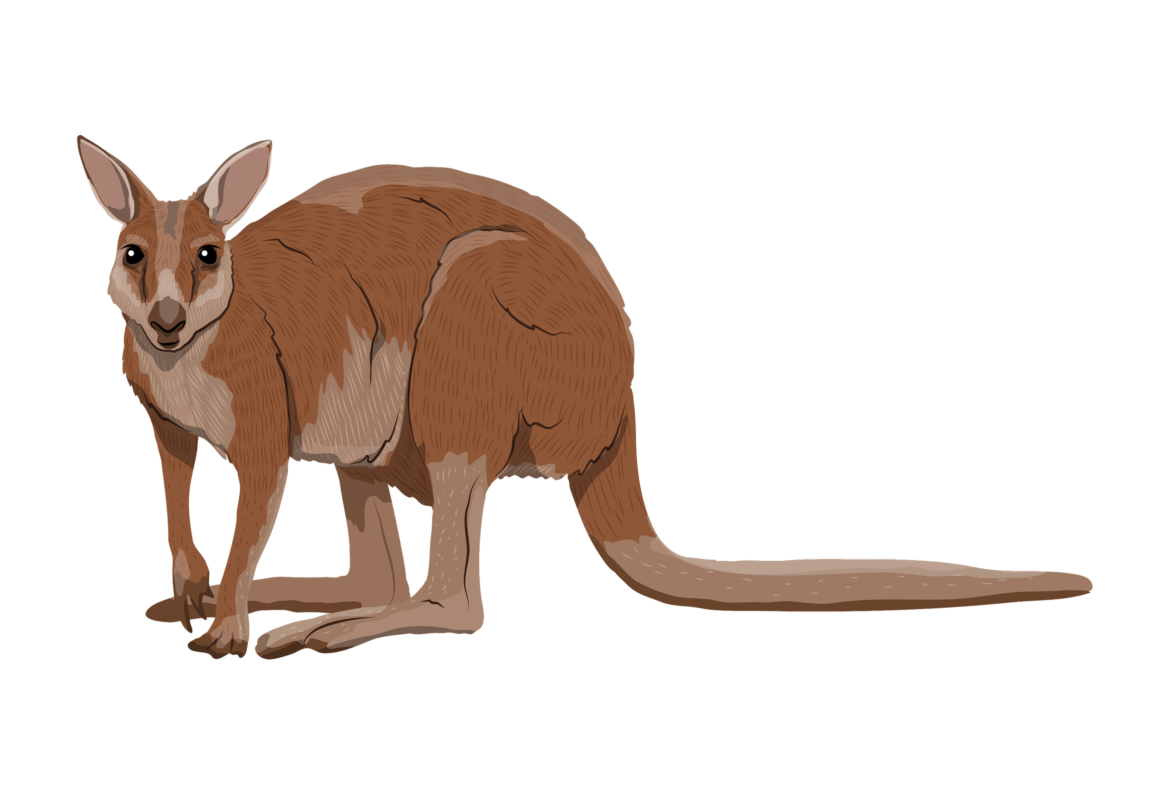 Opdracht 7 Kangoeroe paspoort AquaZoo Leeuwarden