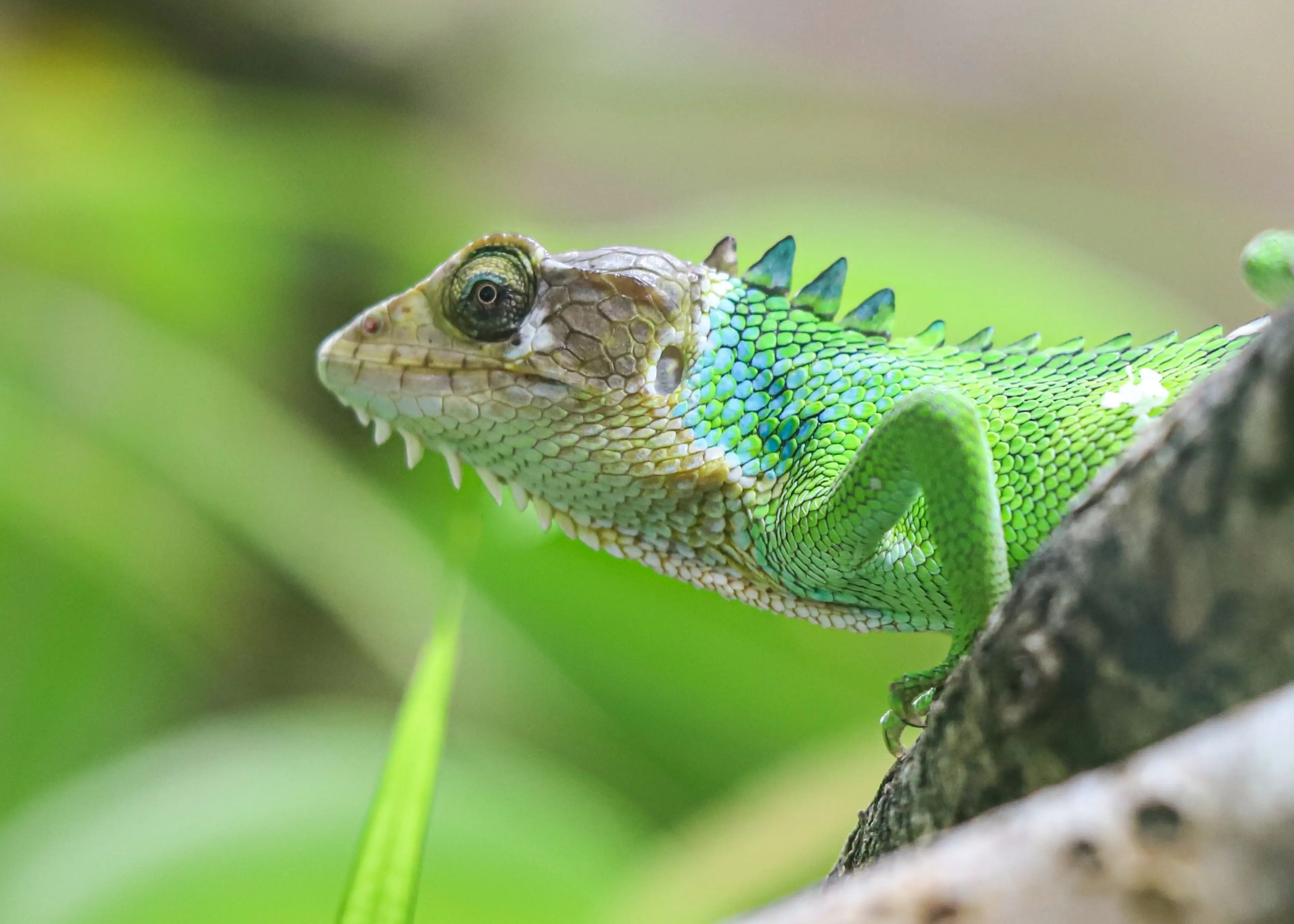 Close-up of a vibrant green lizard with blue and white scales, perched on a branch against a blurred natural background. Paignton Zoo in Devon, UK