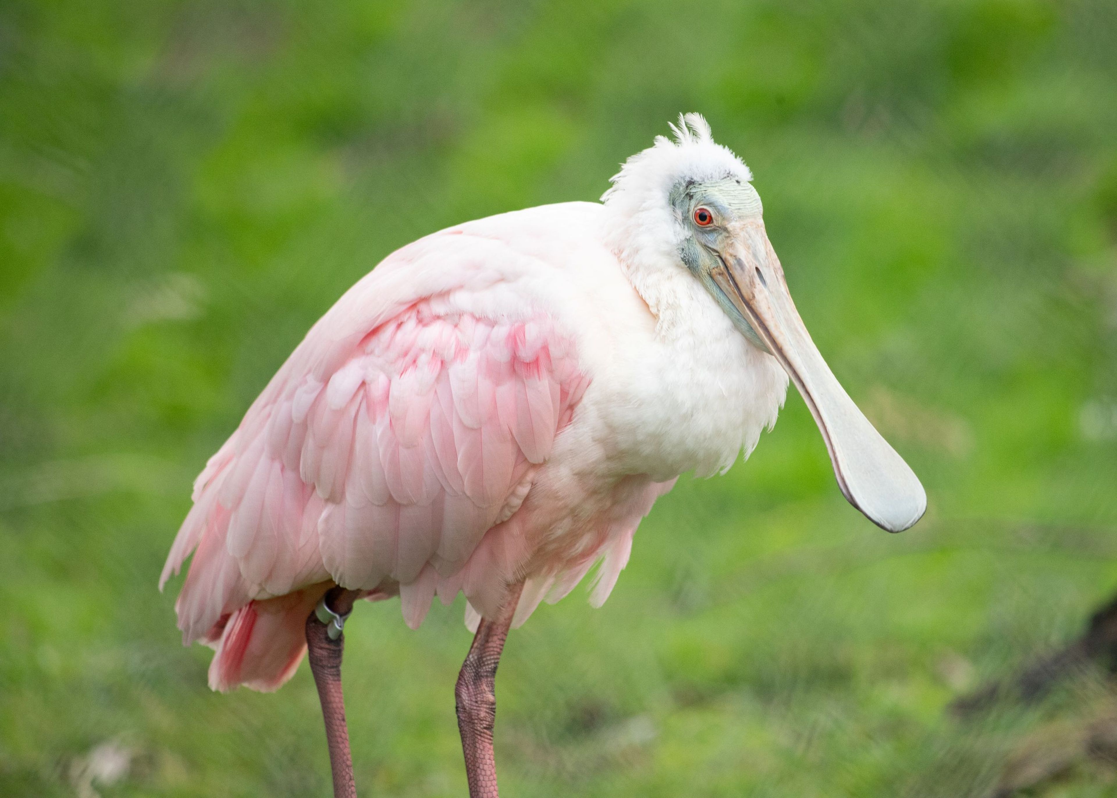A roseate spoonbill with pale pink feathers and a long, flat beak stands on grass, surrounded by a blurred green background at Paignton Zoo in Devon, UK