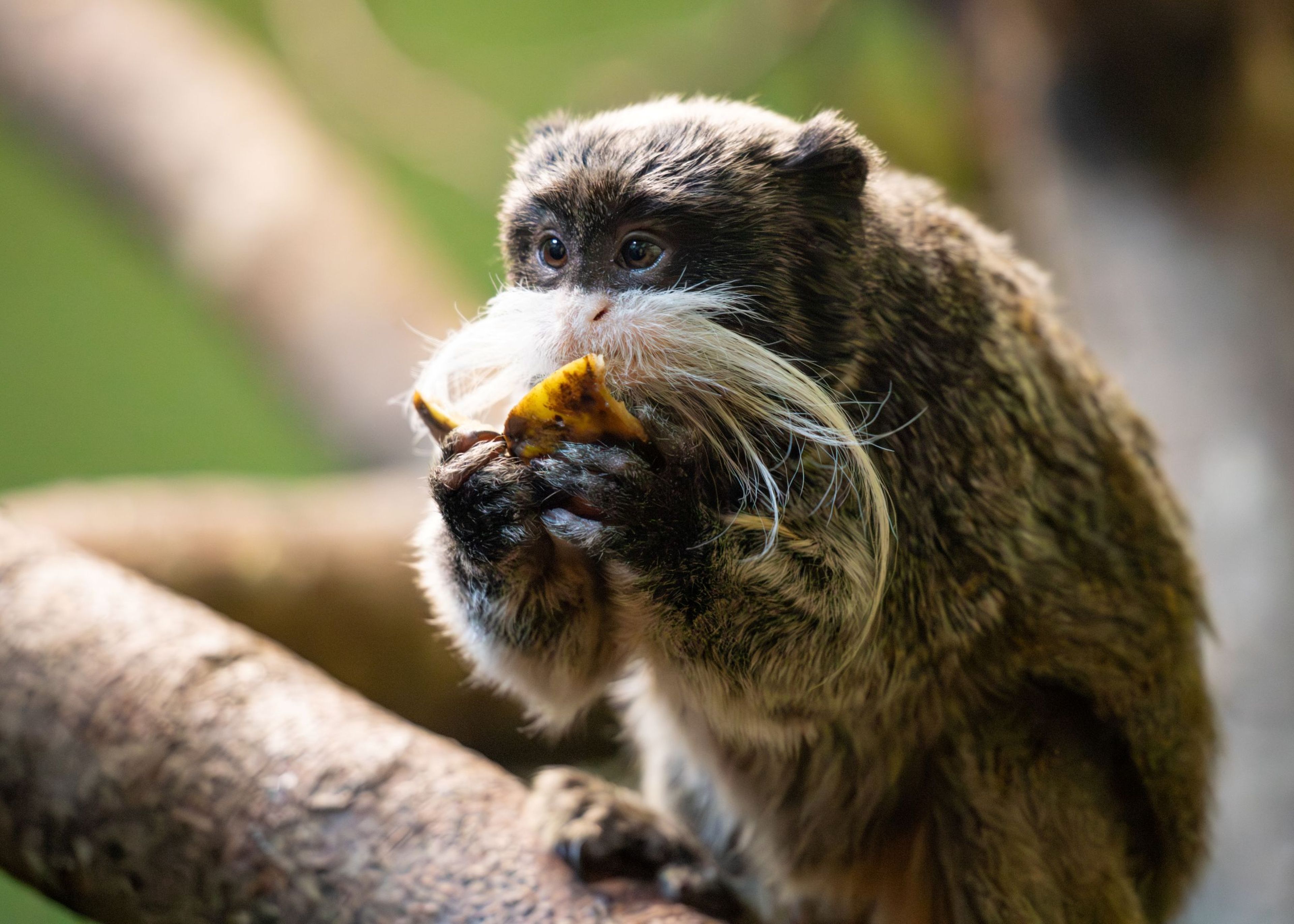 Emperor tamarin eating fruit perched on a branch at Paignton Zoo in Devon, UK