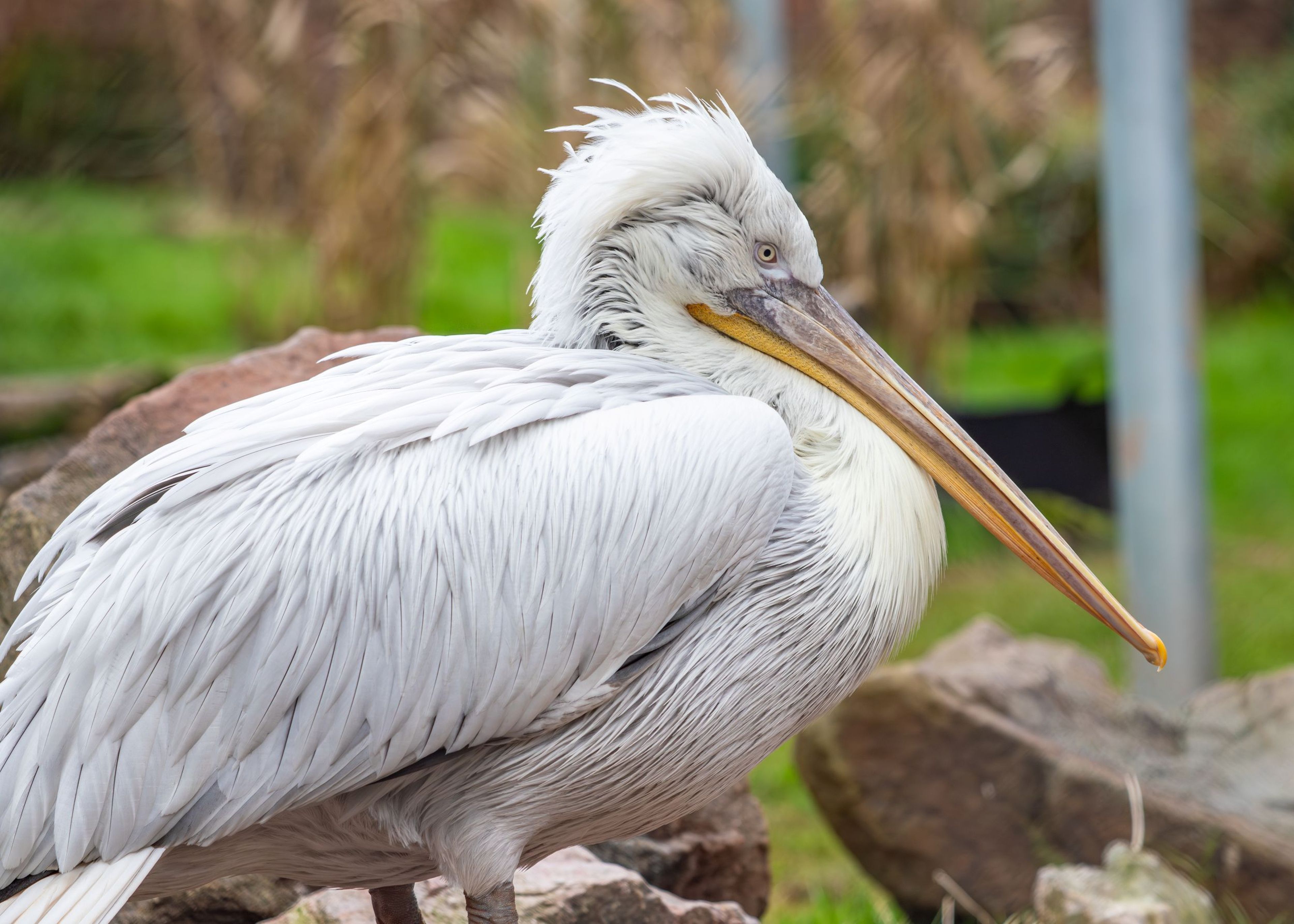 Dalmatian pelican sitting on a rock at Paignton Zoo in Devon, UK