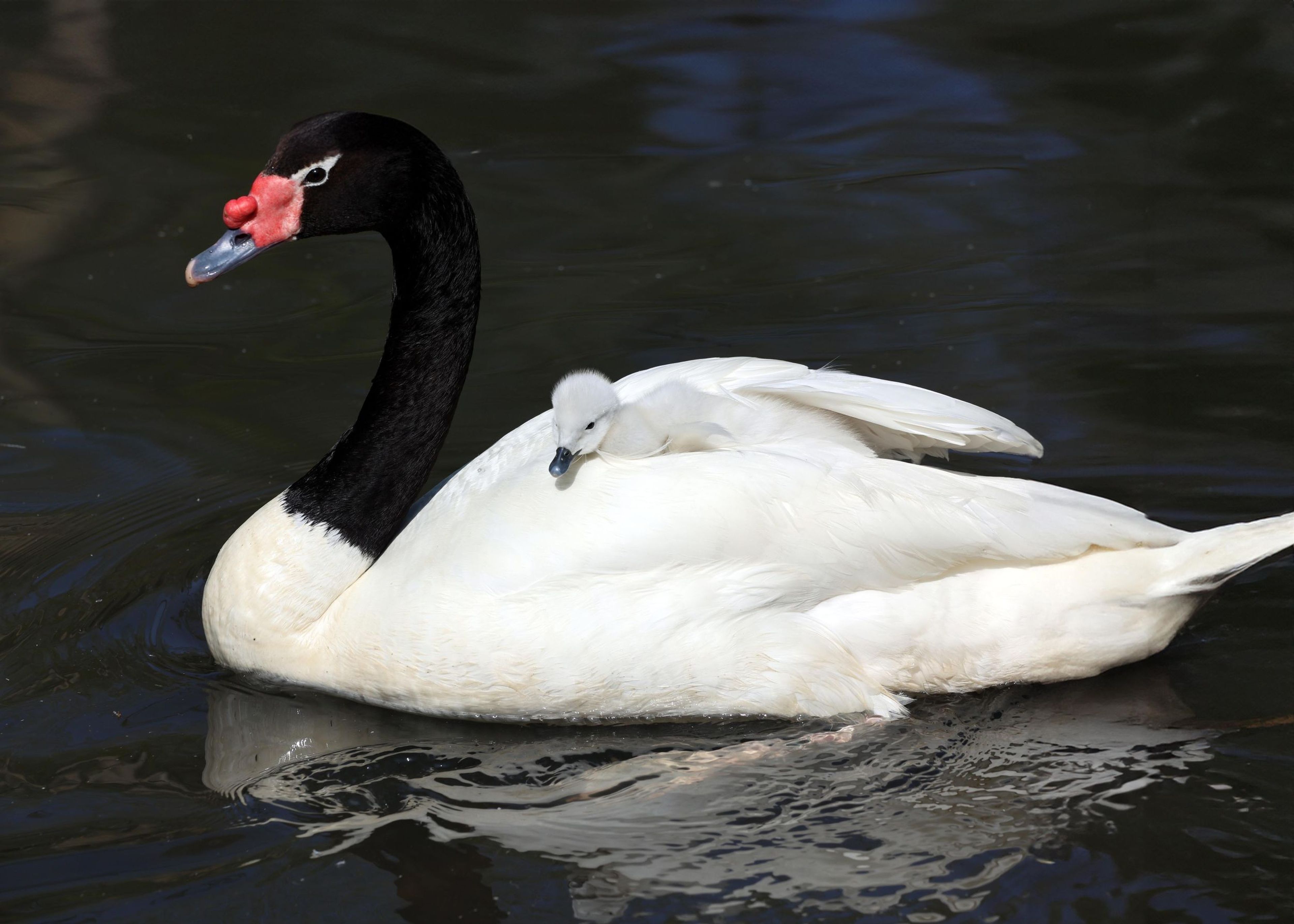 Black-necked swan swims with a fluffy white cygnet riding on its back, in calm water under gentle daylight.