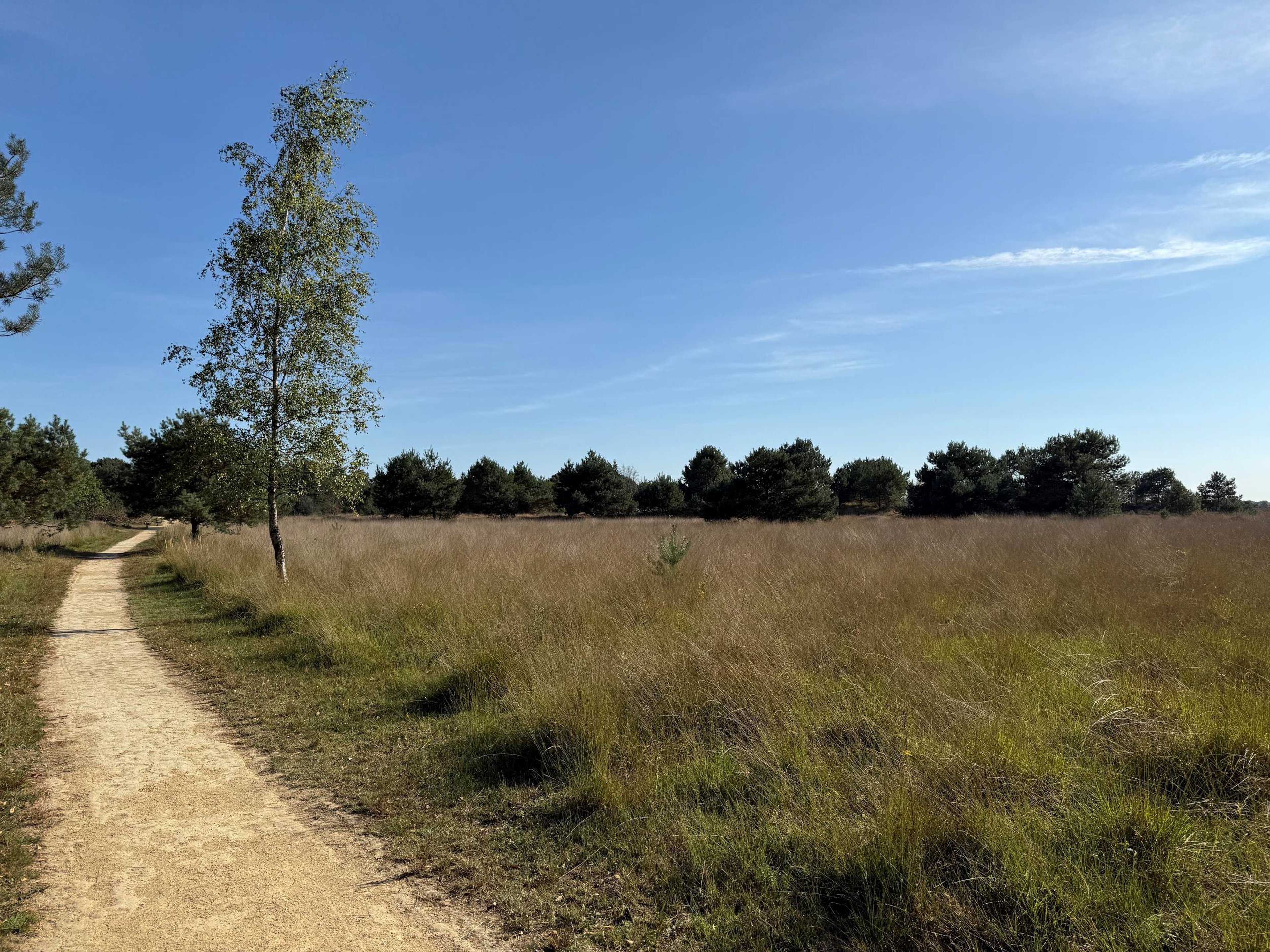 Heidelandschap natuurgebied de Kampinga Kasteel Steenenburg