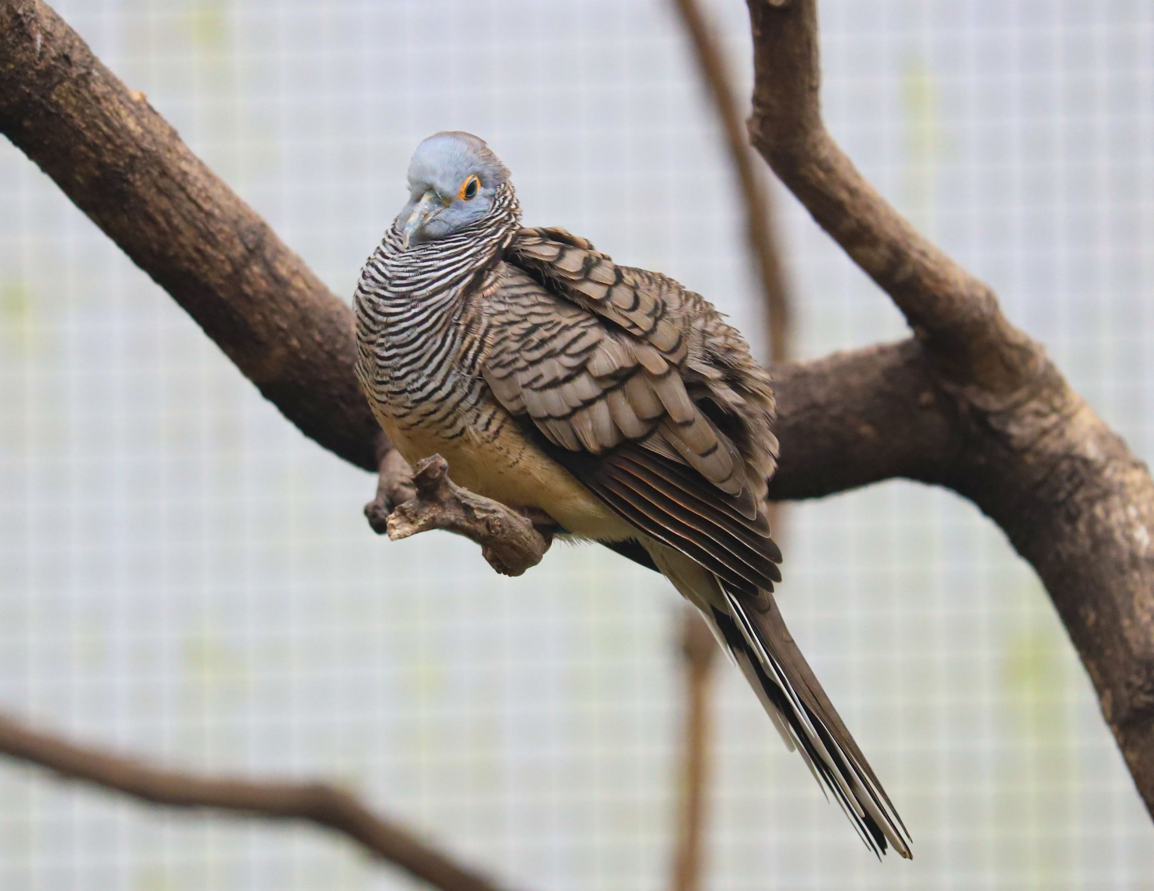 A small bird with patterned feathers perched on a branch, set against a blurred grid-like background.