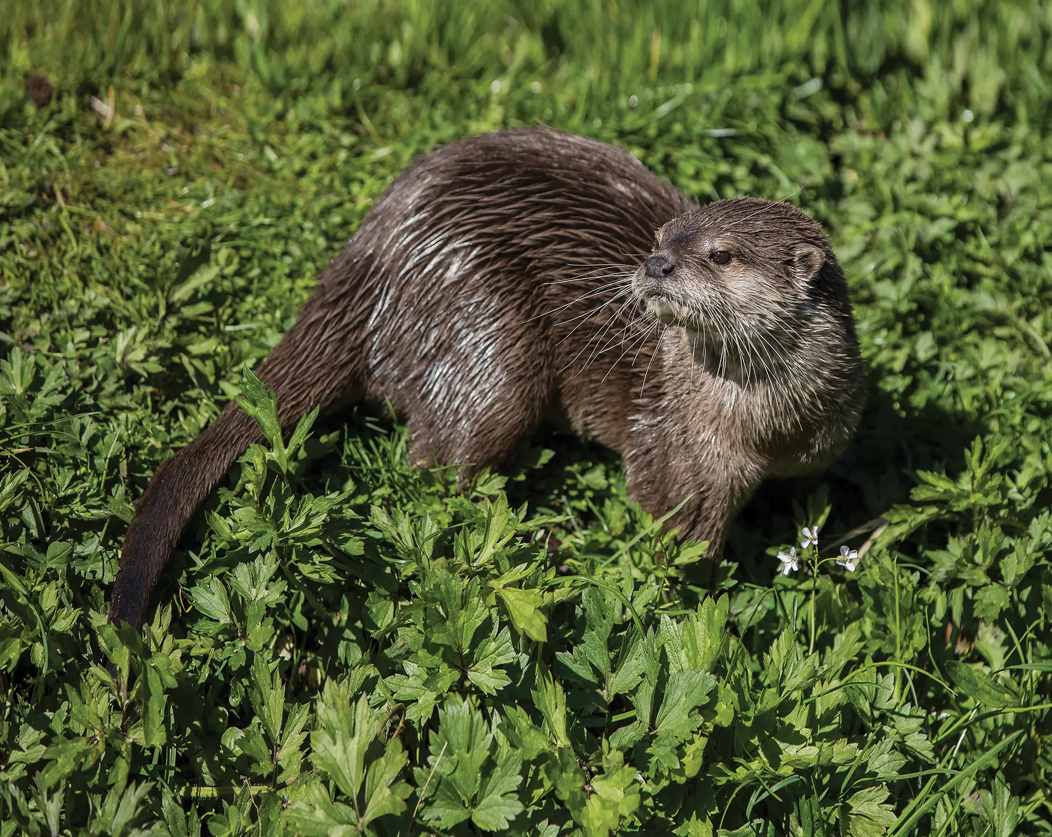 Aziatische kleinklauwotter in gras AquaZoo Leeuwarden
