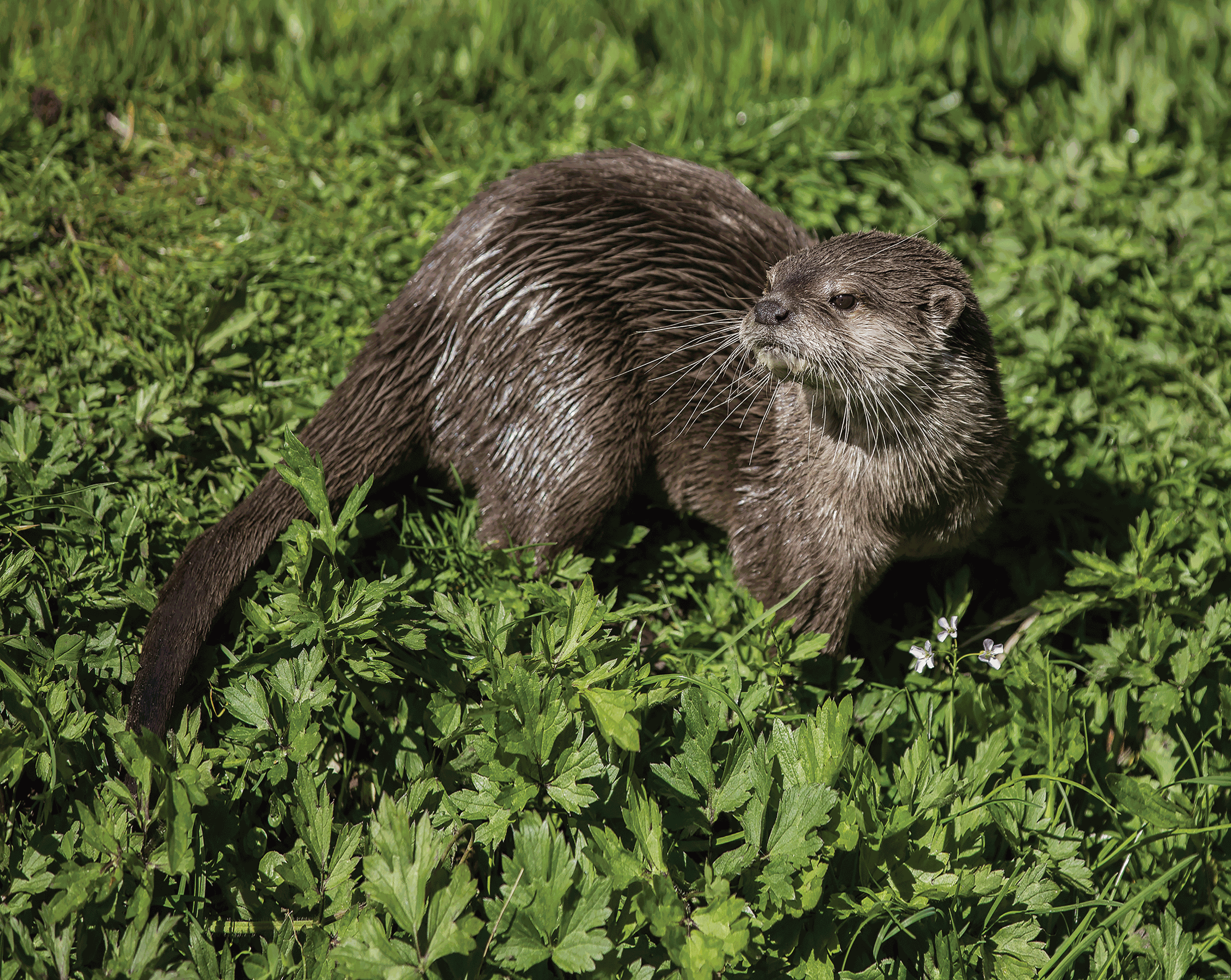 Aziatische kleinklauwotter in gras AquaZoo Leeuwarden