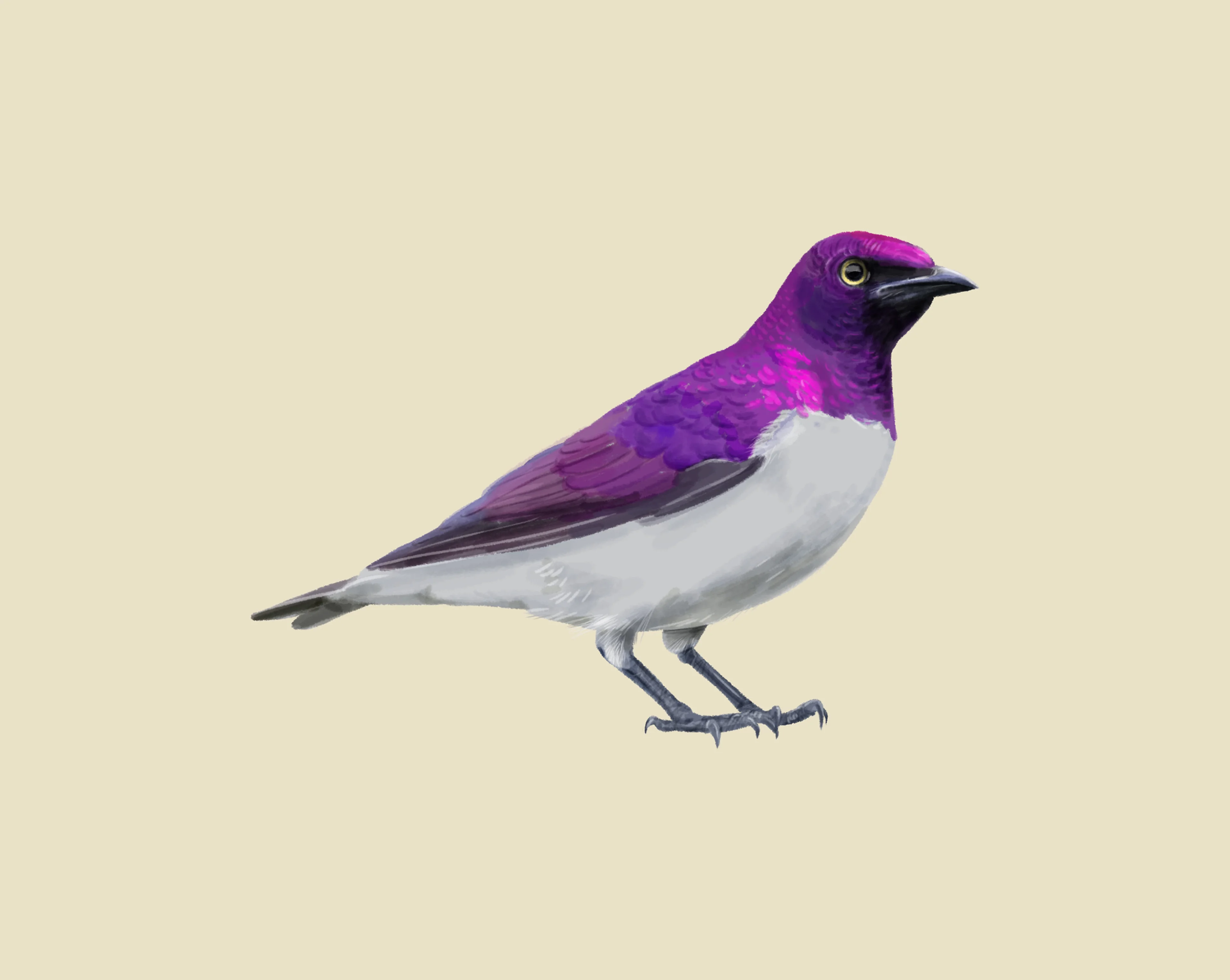 Amethistspreeuw cinnyricinclus leucogaster Beekse Bergen