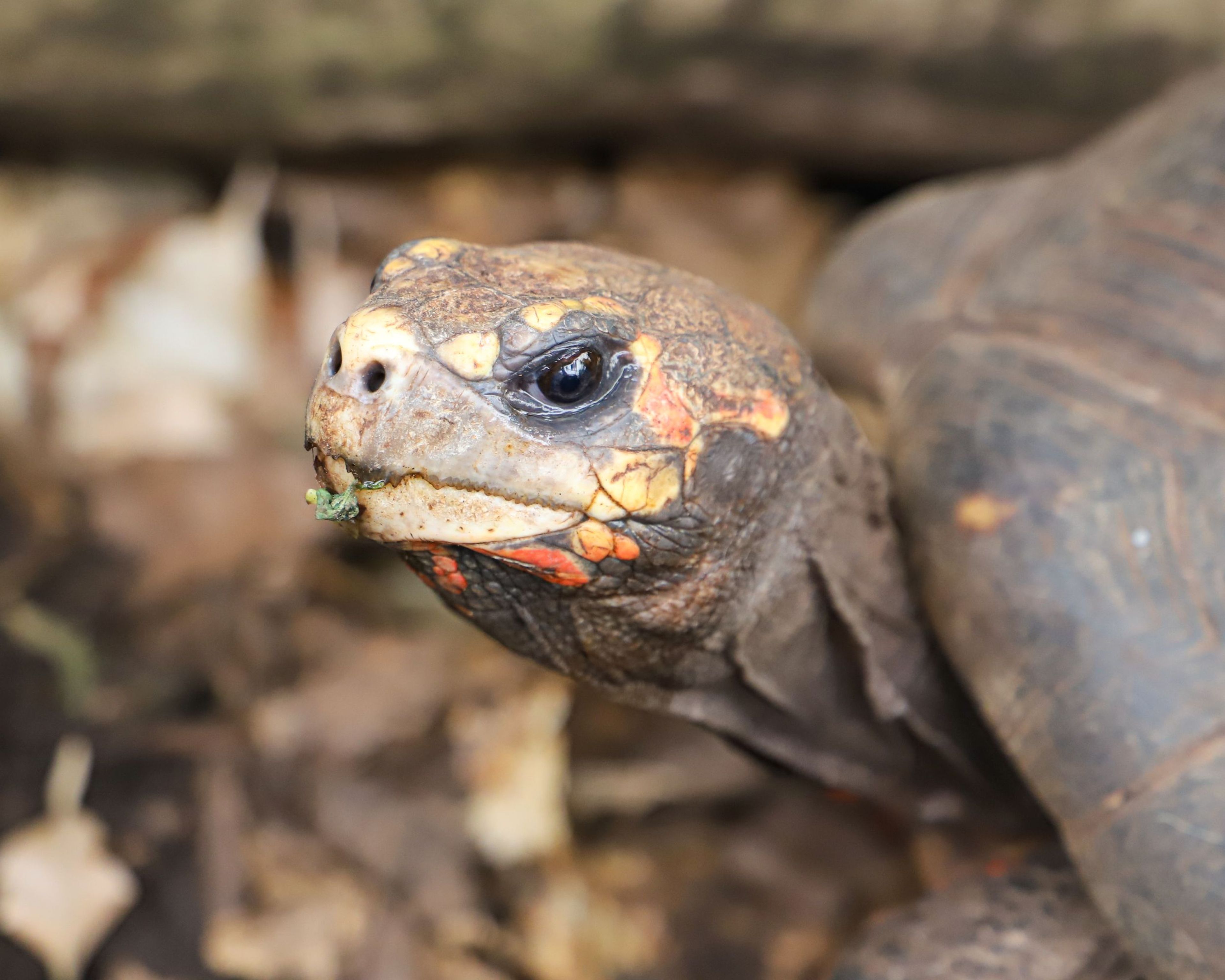 Close-up of a tortoise's head with textured, patterned skin and a small leaf in its mouth, set against a blurred natural background at Paignton Zoo in Devon, UK