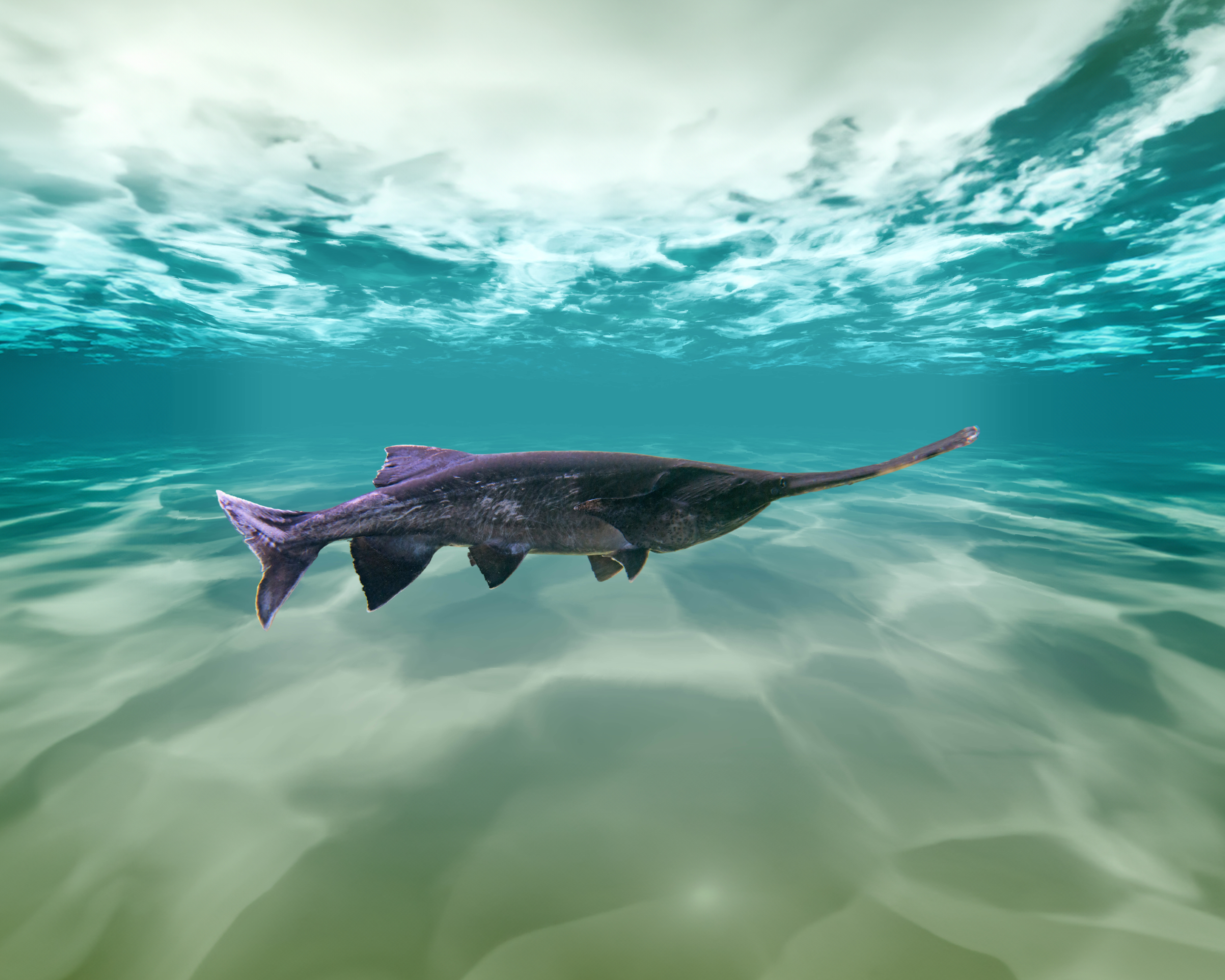 Amerikaanse lepelsteur aquazoo leeuwarden