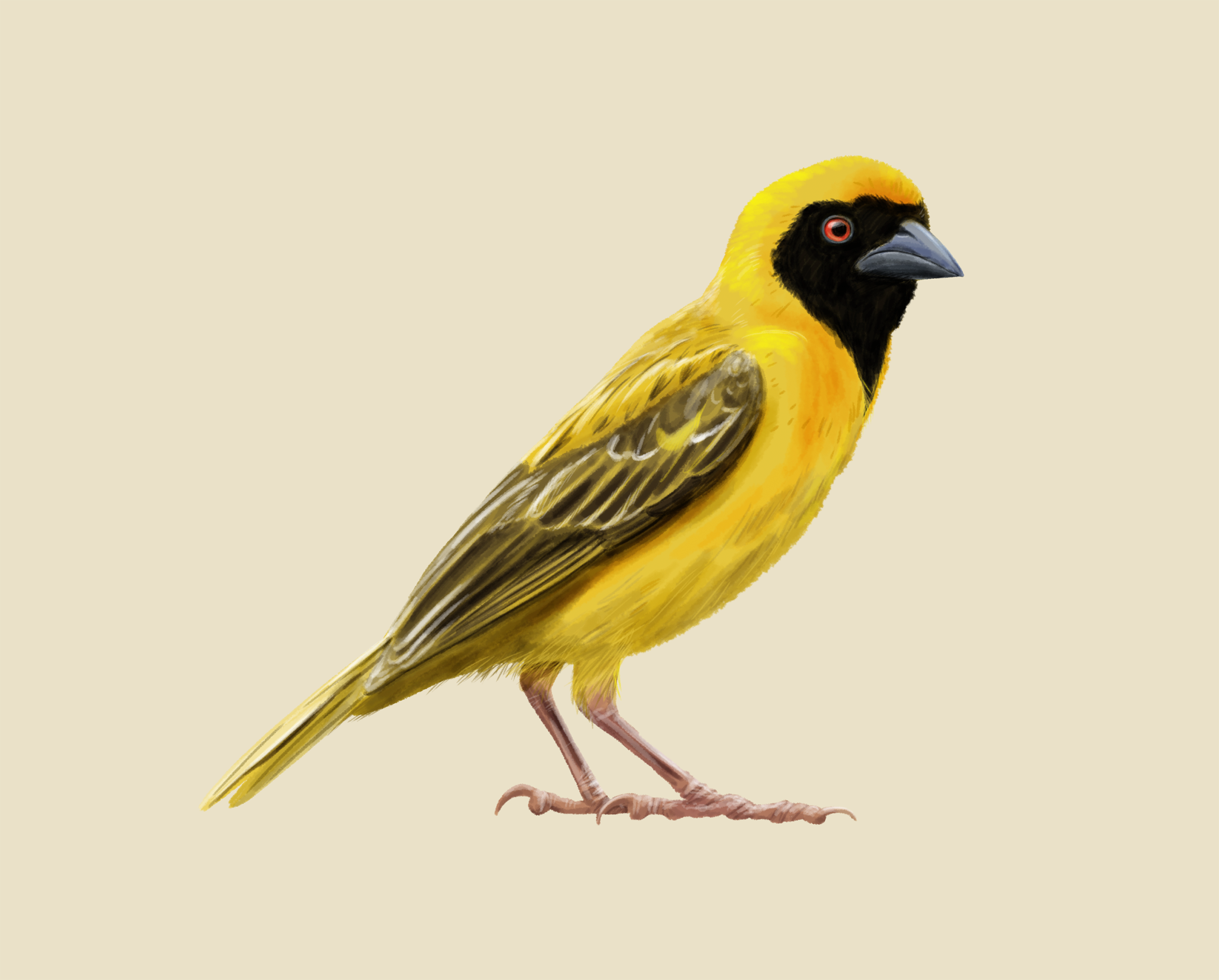 Grote Textorwever Ploceus Cucullatus Safaripark Beekse Bergen