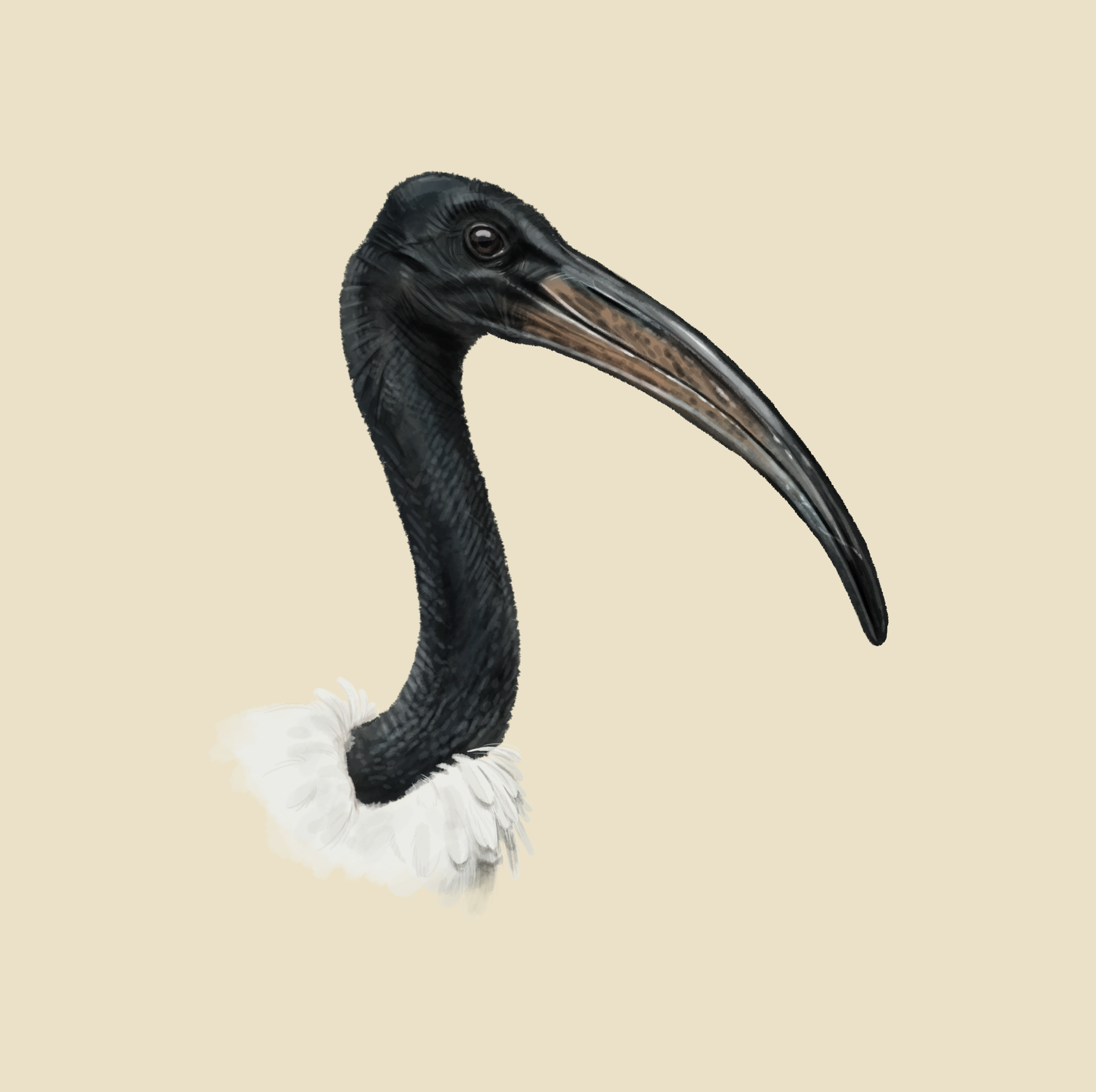 Heilige ibis tekening Safaripark Beekse Bergen