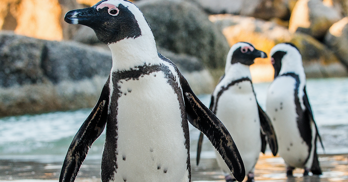 Afrikaanse pinguïns uit AquaZoo verhuisd naar Beekse Bergen