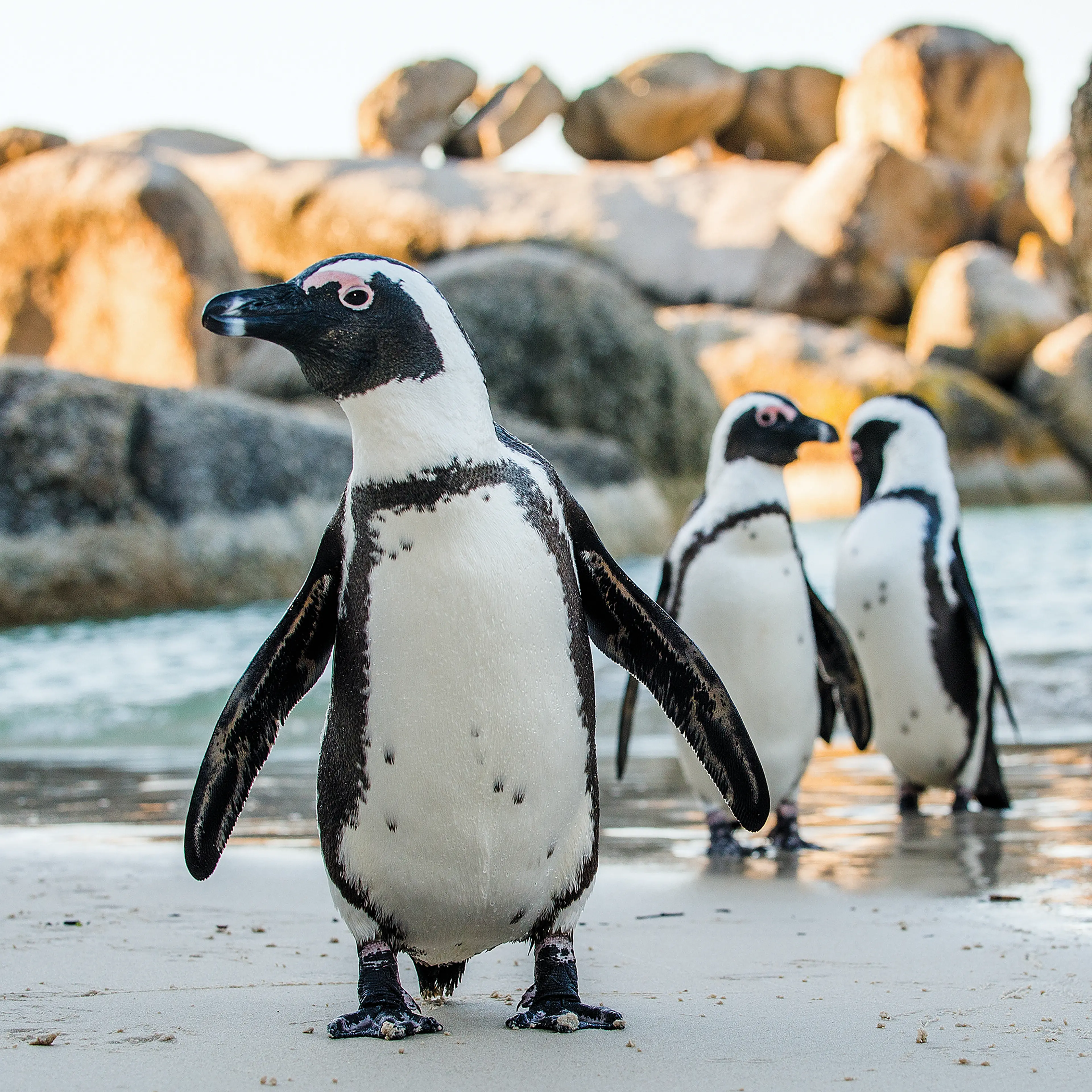Afrikaanse pinguïn AquaZoo Leeuwarden