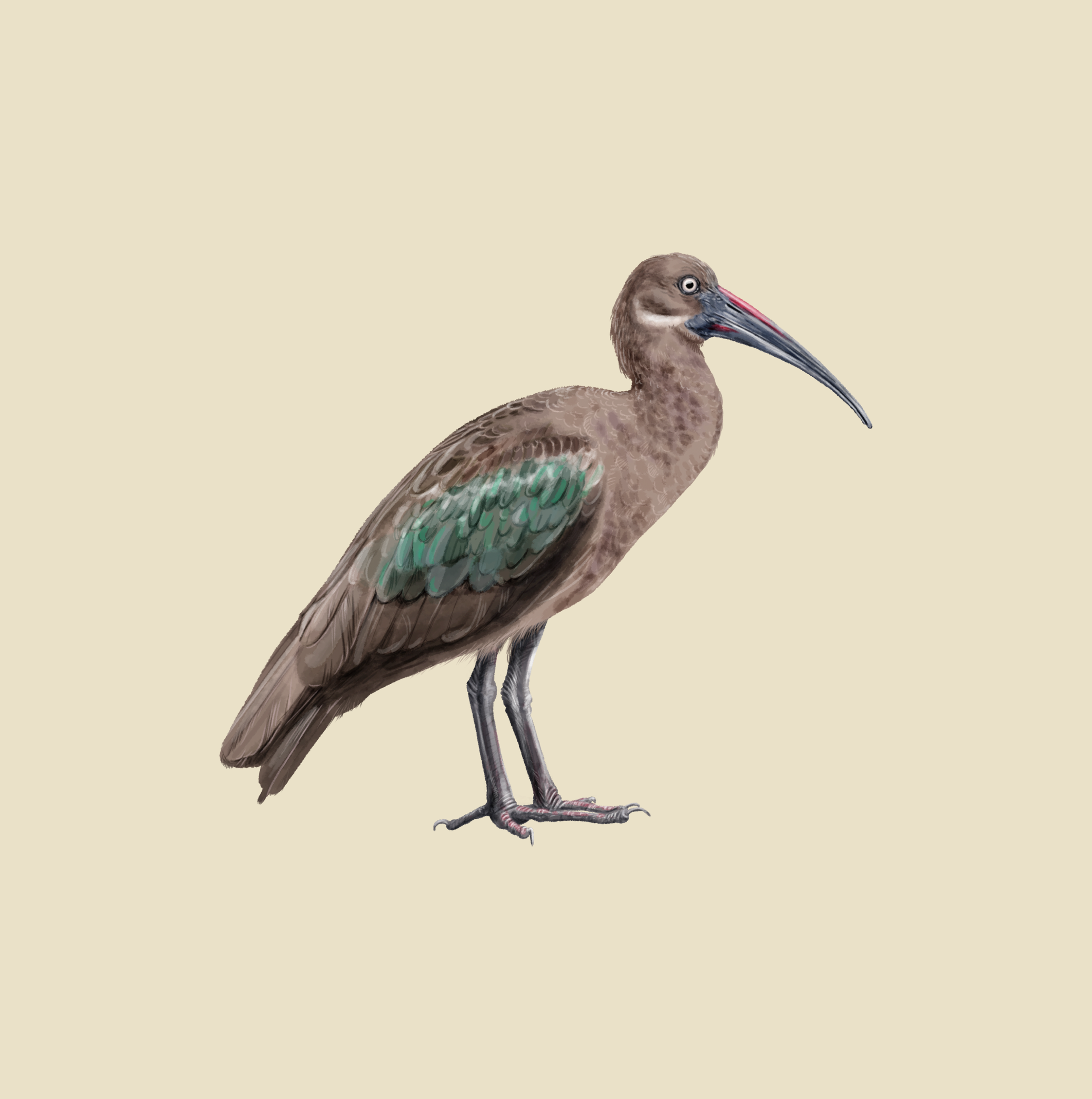 Hadada ibis bostrychia hagedash in SafariPark Beekse Bergen