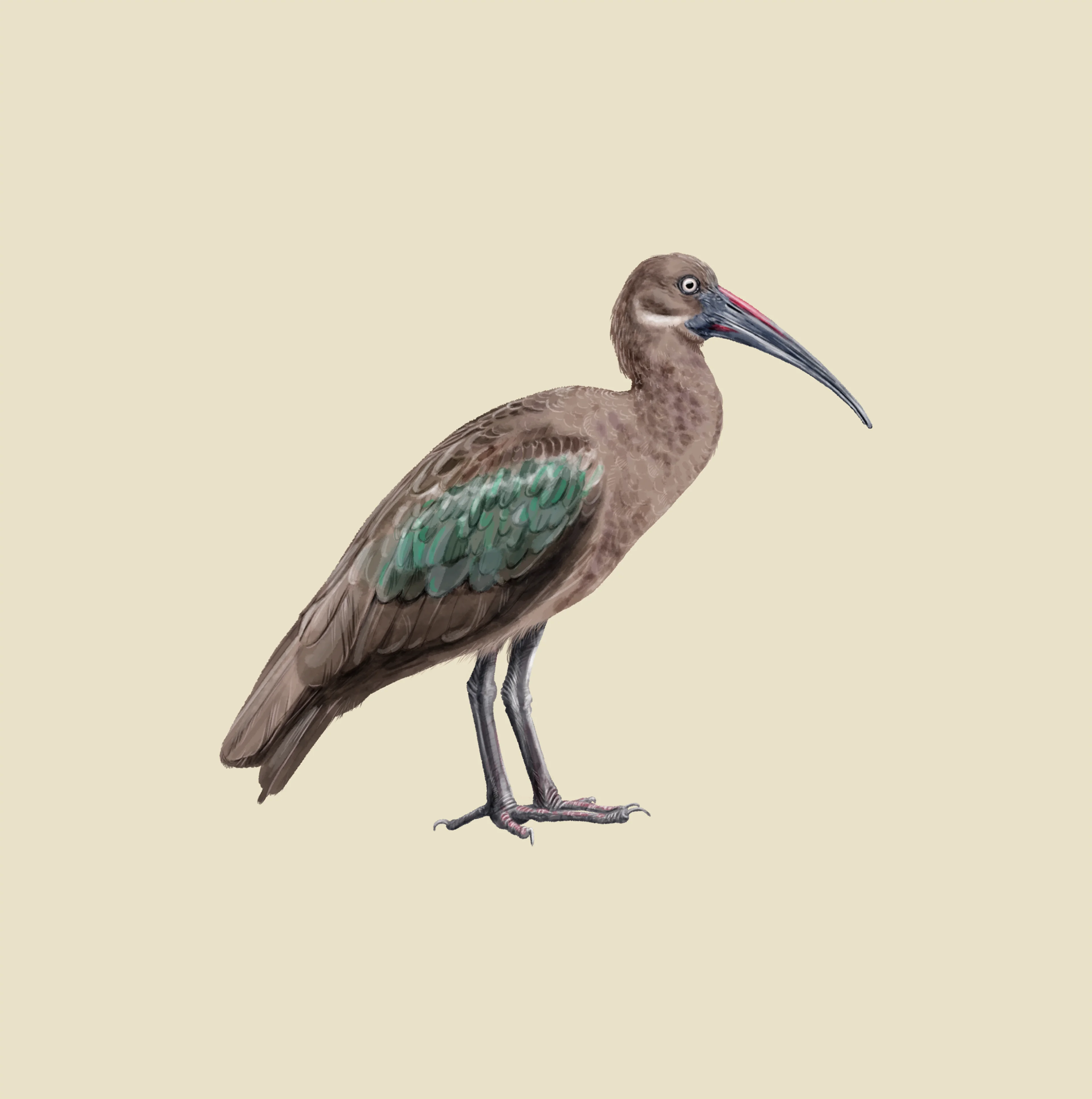 Hadada ibis bostrychia hagedash in SafariPark Beekse Bergen