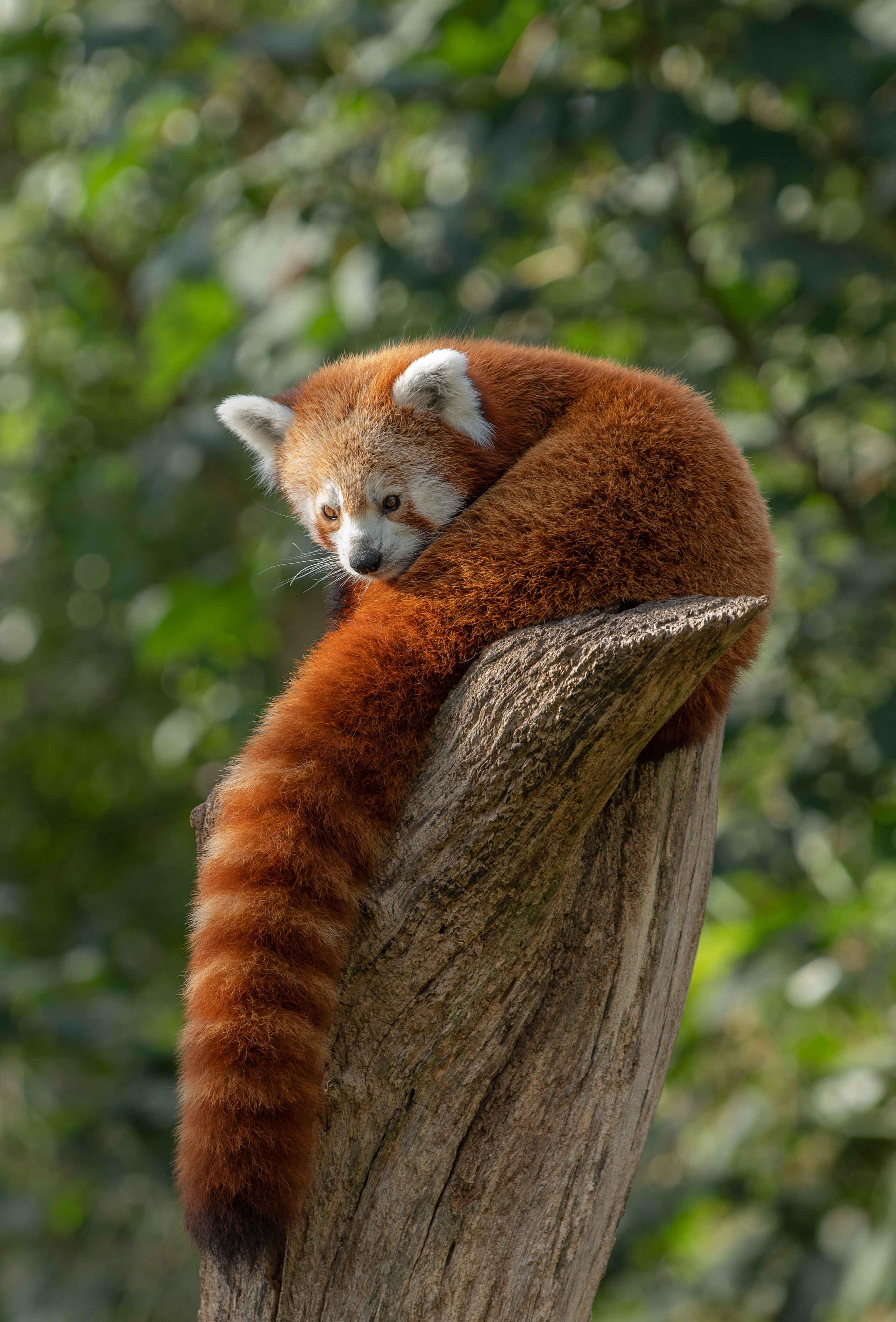 Een rode panda ligt op een boomstam in het verblijf bij Eindhoven Zoo.