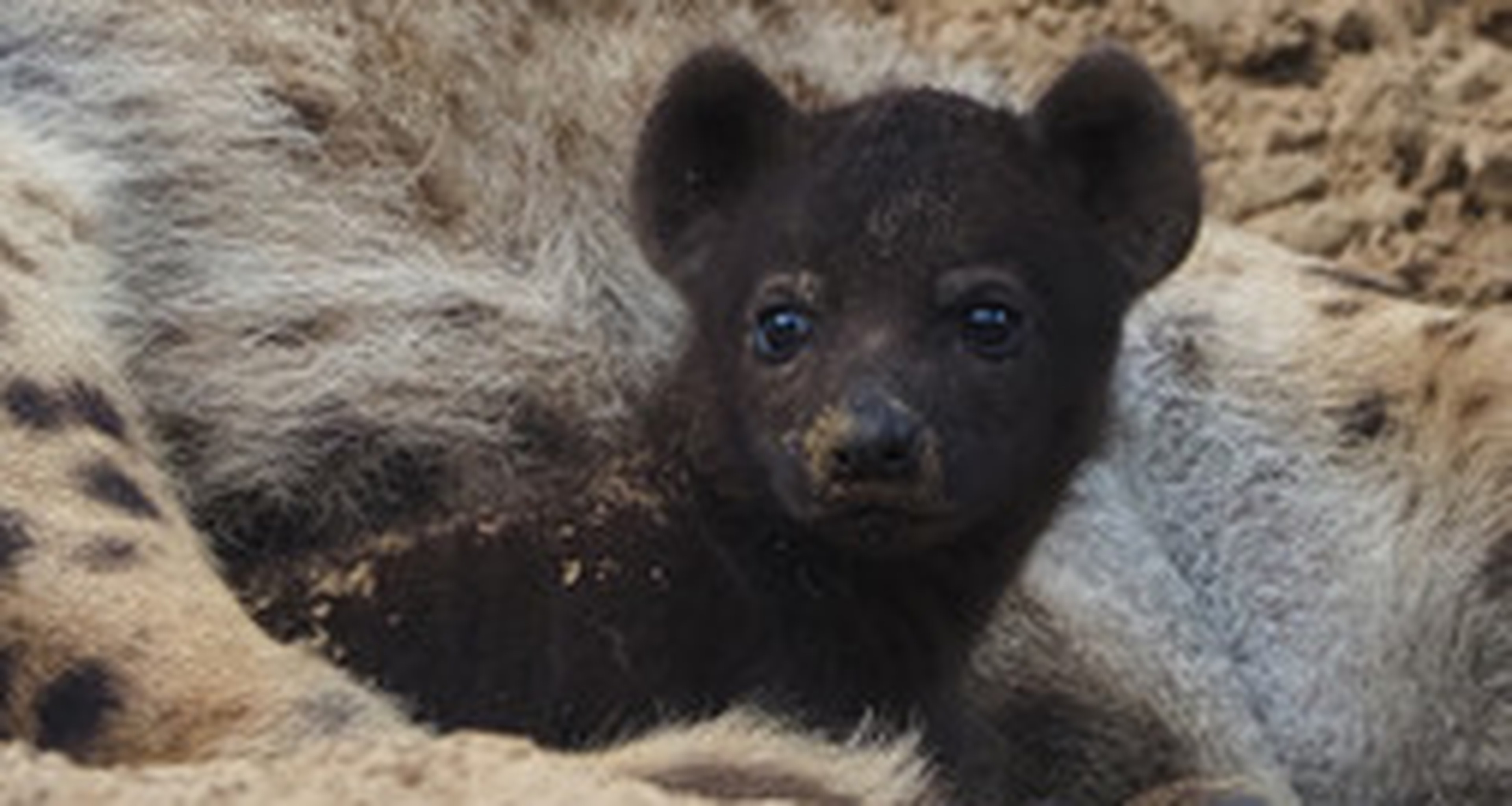 Hyena pup Safaripark Beekse Bergen