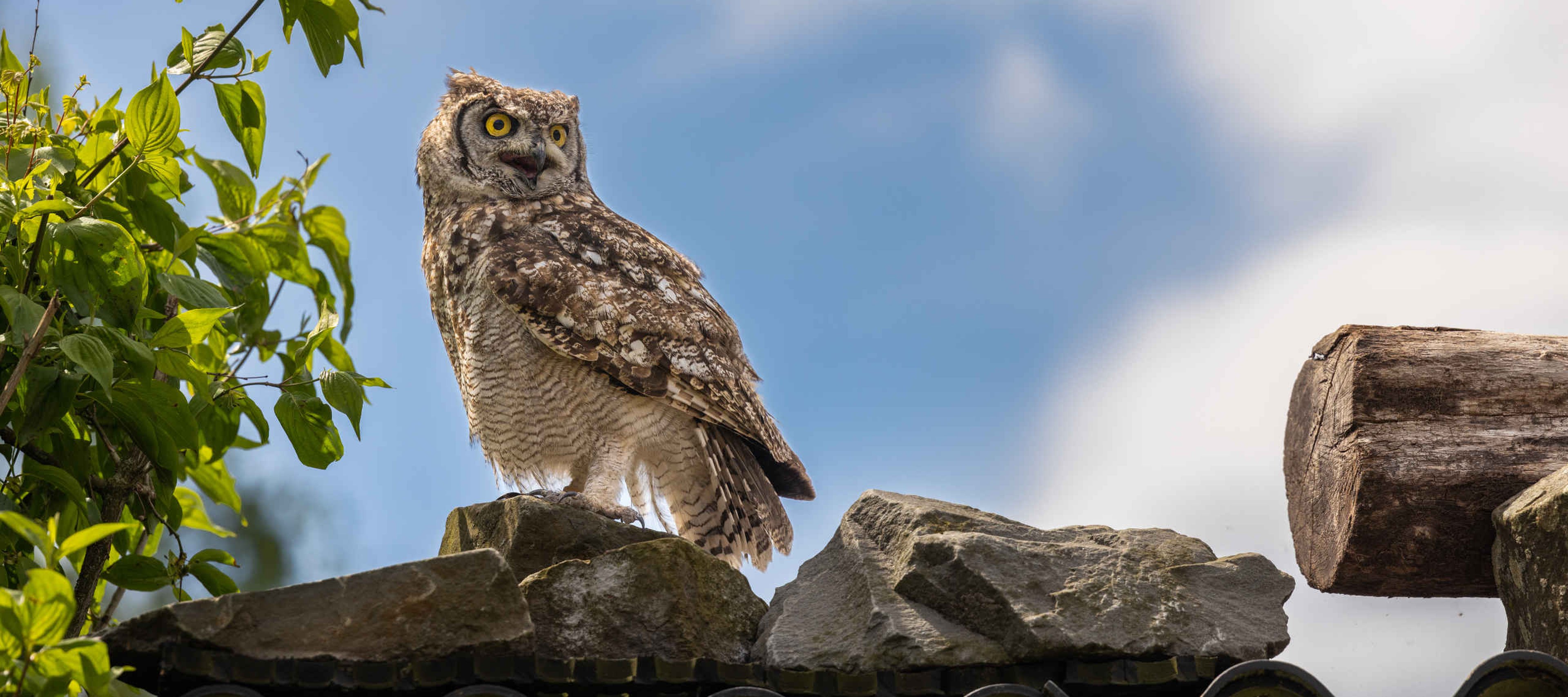 Uil roofvogelsafari op stenen Safaripark Beekse Bergen