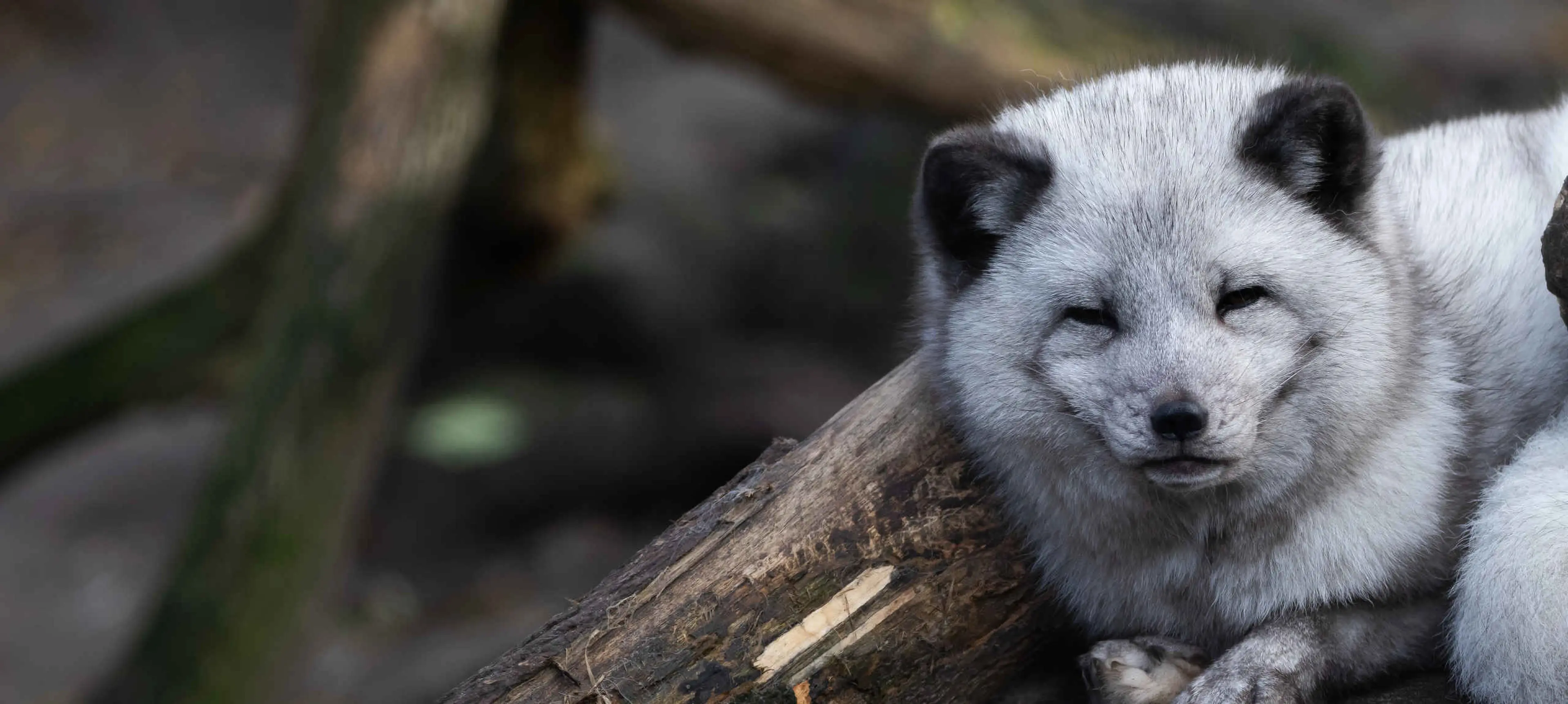 Poolvos Eindhoven Zoo Dierentuintickets NL