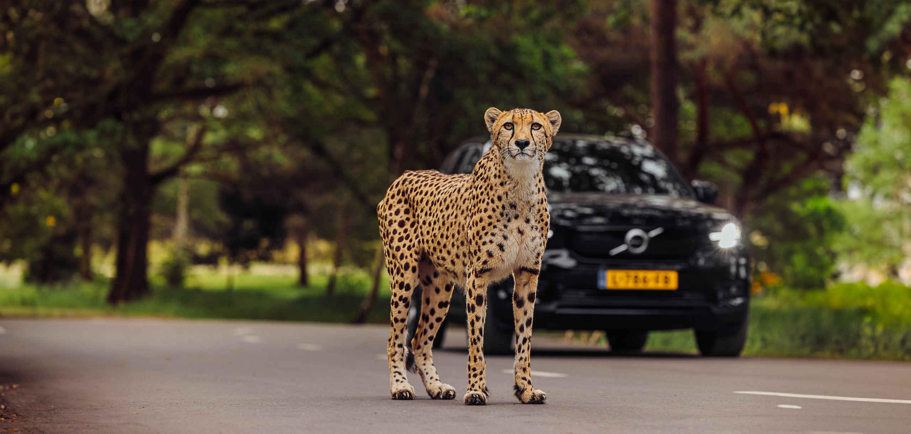 Cheeta voor auto bij autosafari in Safaripark Beekse Bergen