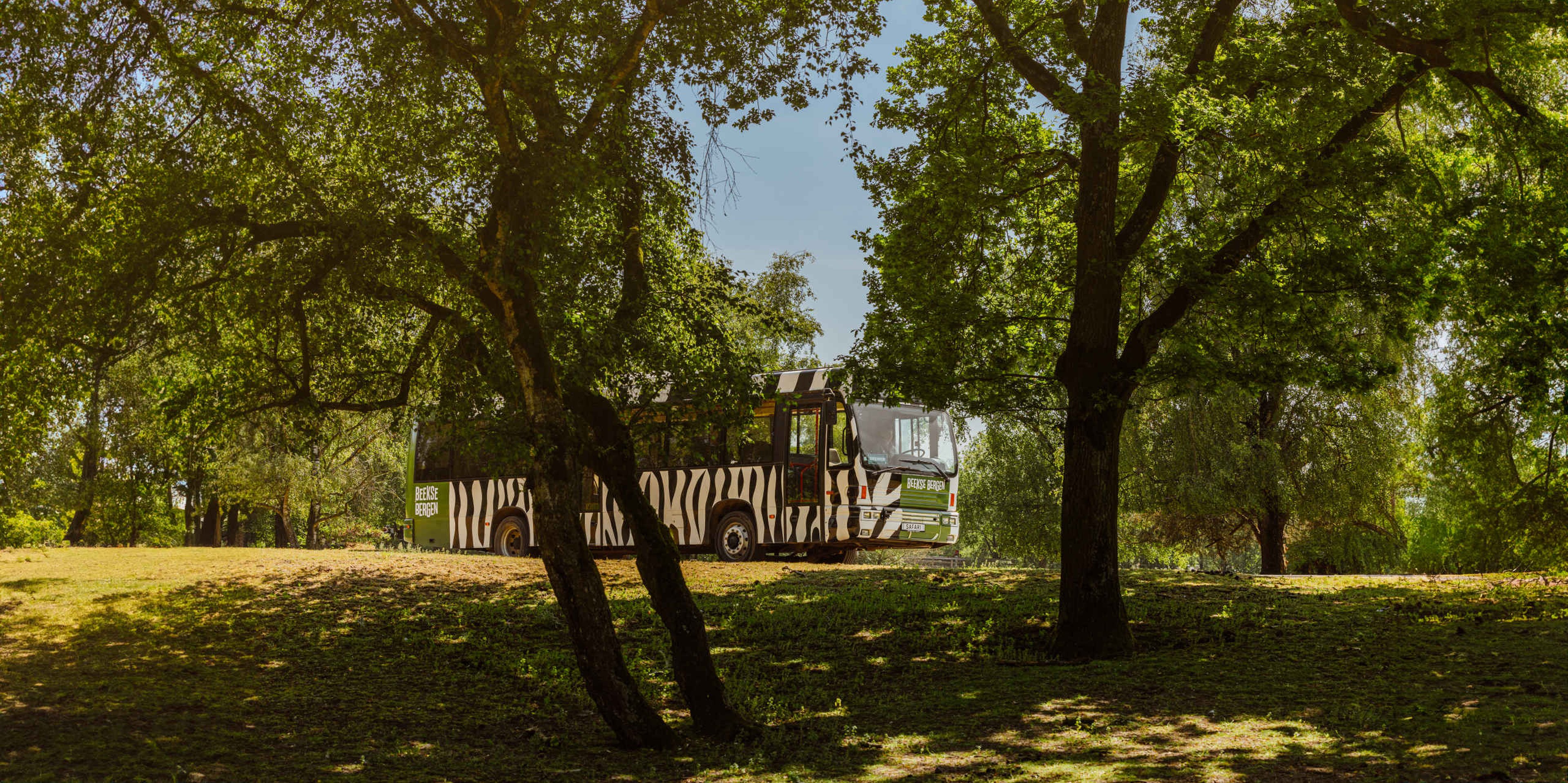 Zomer bussafari in natuur en bos Safaripark Beekse Bergen