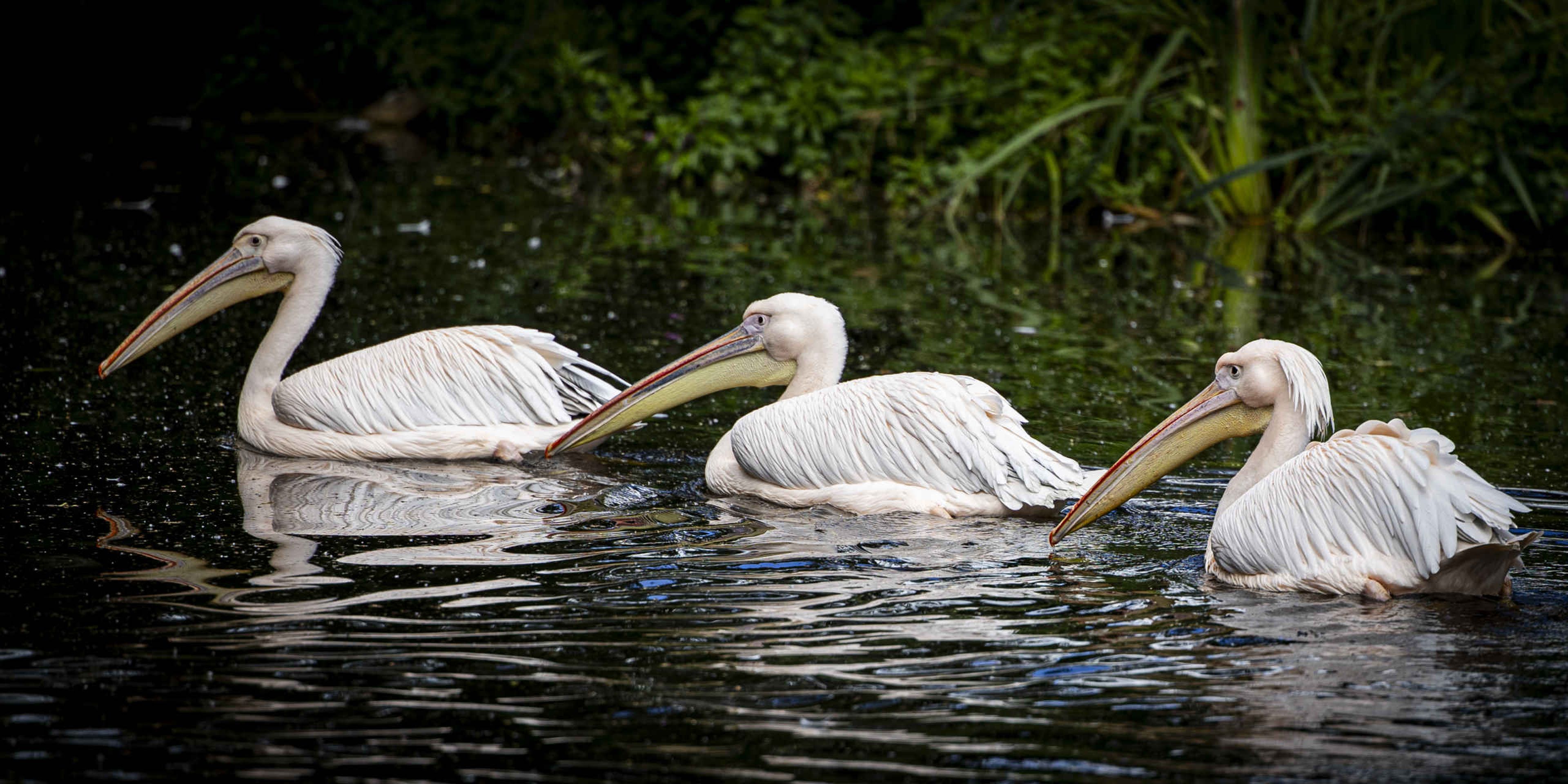Roze pelikaan in water AquaZoo Leeuwarden