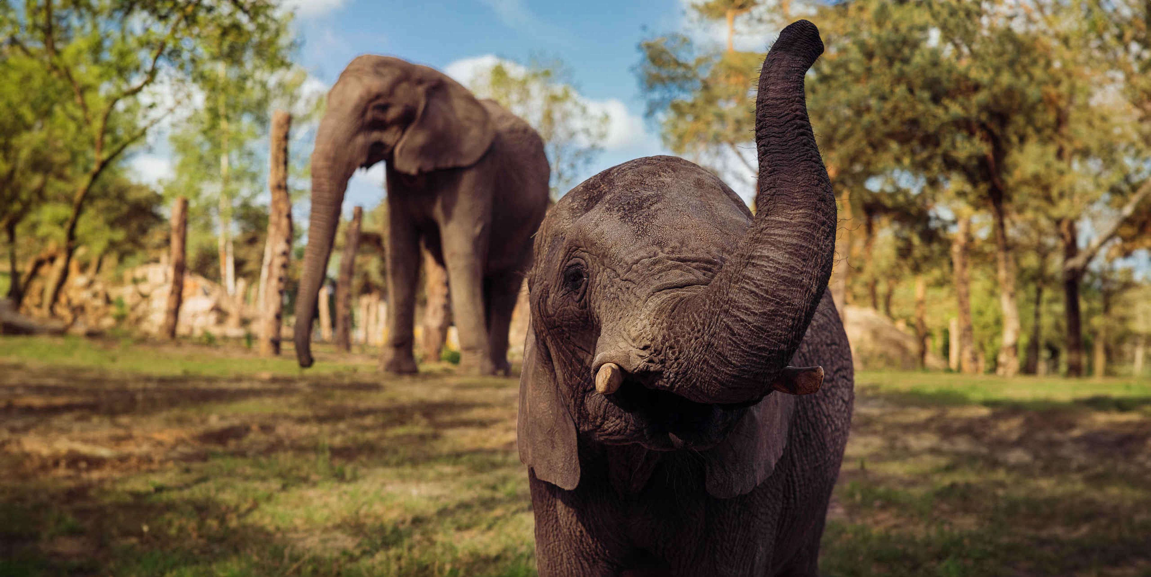 Twee Afrikaanse olifanten op een savanne bij Safaripark Beekse Bergen dat je kan bezoeken met de AttractiePas van Vakantiepark Dierenbos.