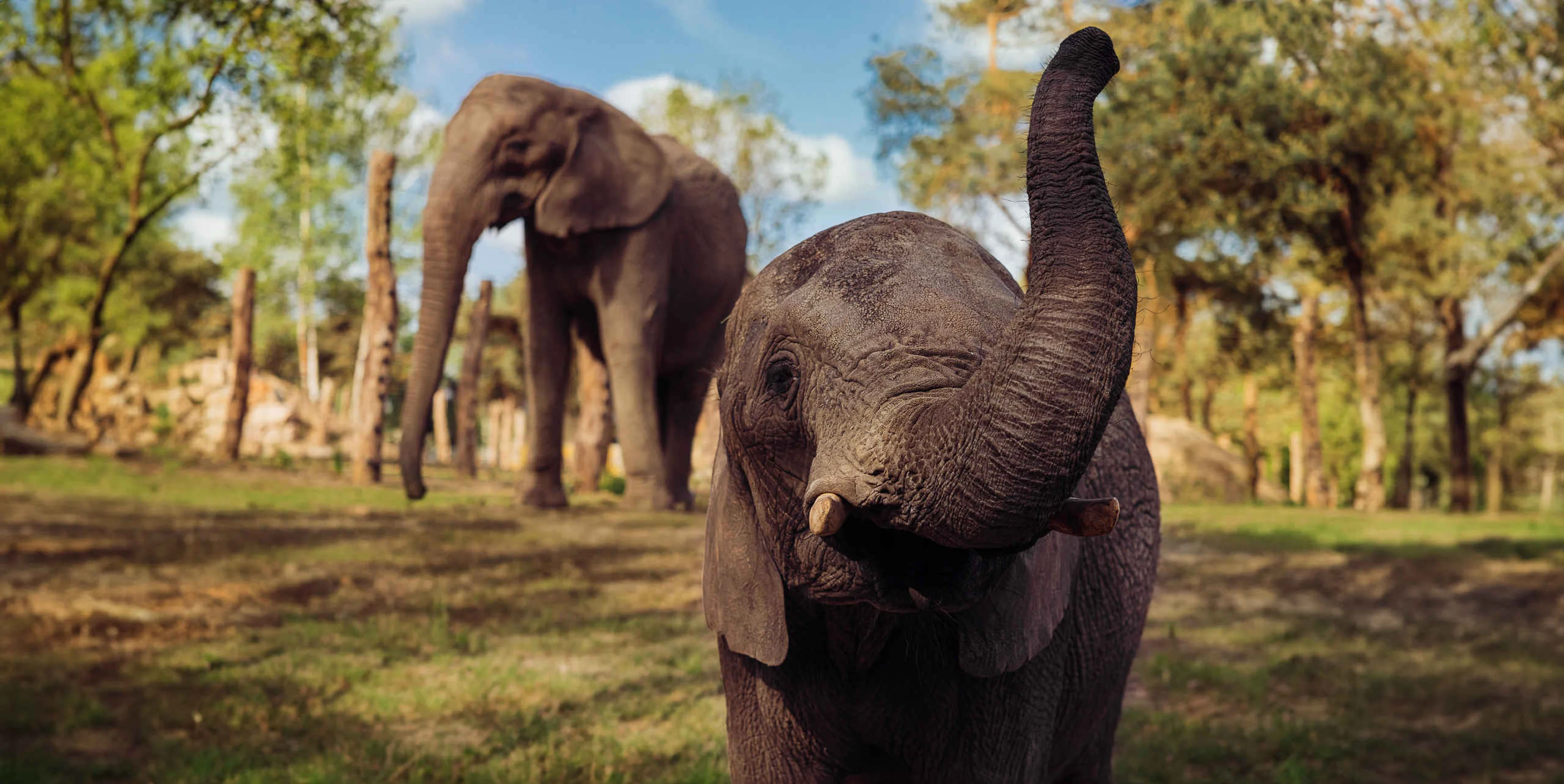 Twee Afrikaanse olifanten op een savanne bij Safaripark Beekse Bergen dat je kan bezoeken met de AttractiePas van Vakantiepark Dierenbos.