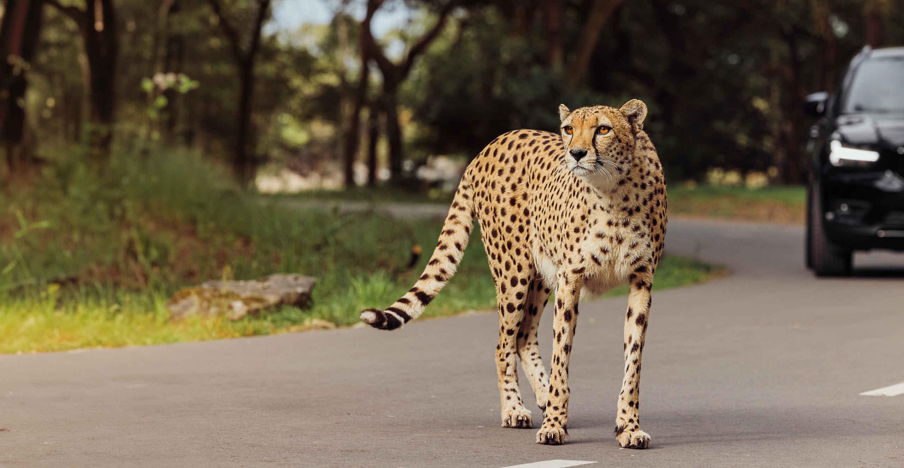 Cheeta op weg autosafari in Safaripark Beekse Bergen