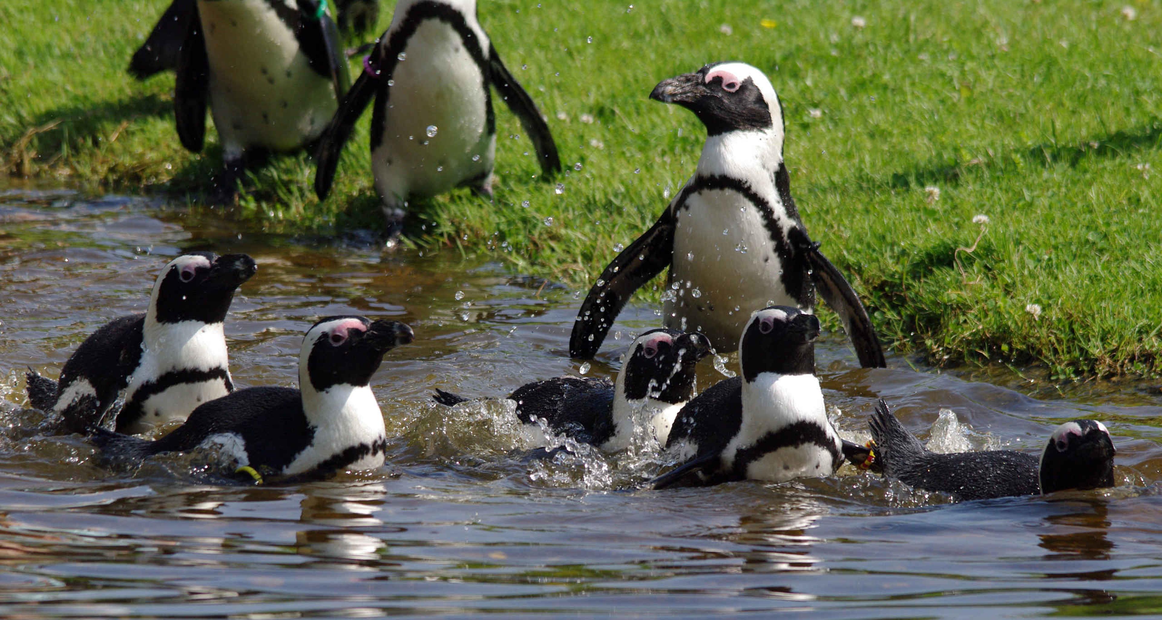 Pinguins zwemmen in AquaZoo Leeuwarden
