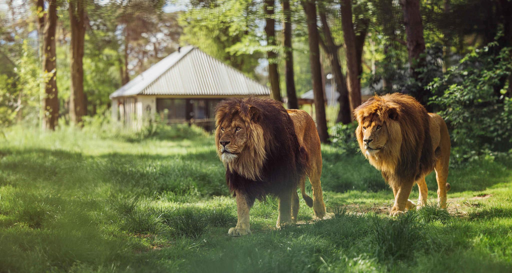 Leeuwen bij Savanne Lodge op Safari Resort Beekse Bergen