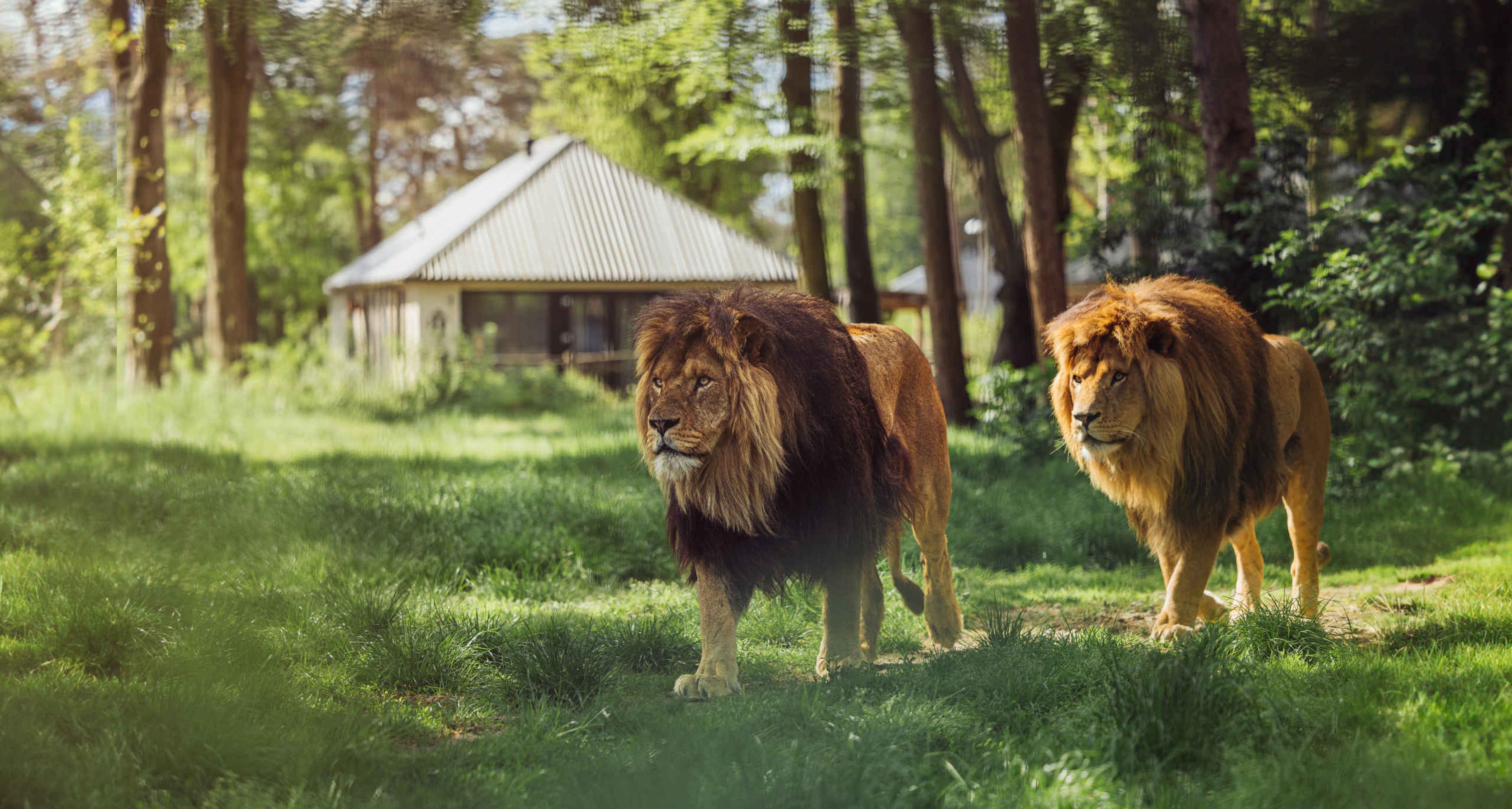 Leeuwen in het gras bij de Savanne Lodges op Safari Resort Beekse Bergen