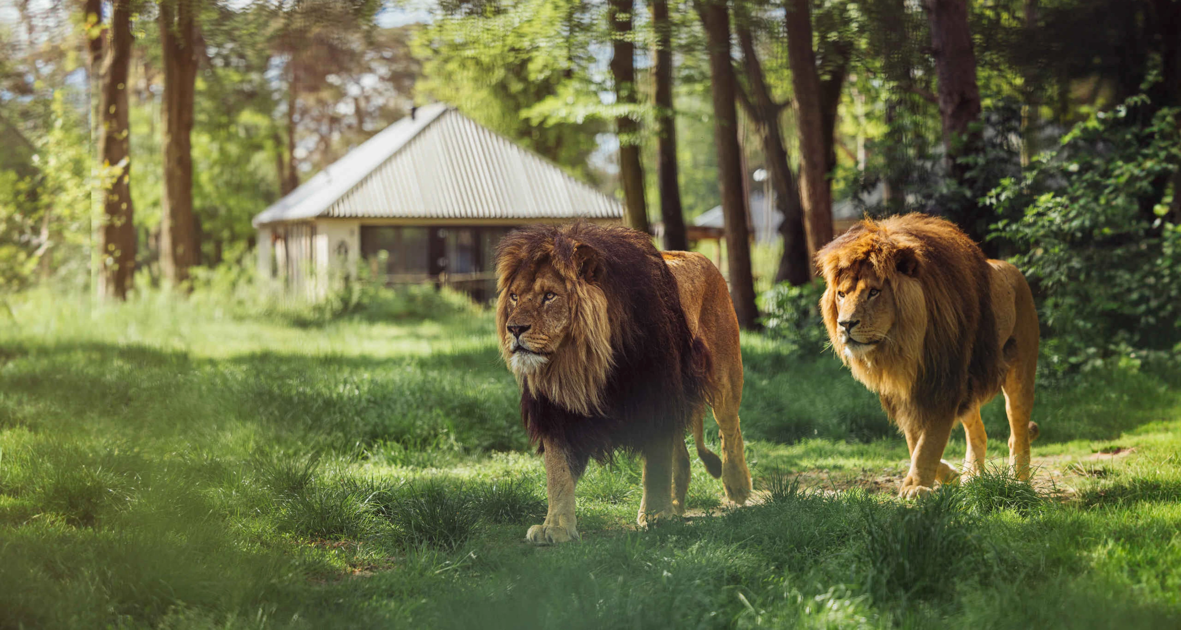 Leeuwen in het gras bij de Savanne Lodges op Safari Resort Beekse Bergen