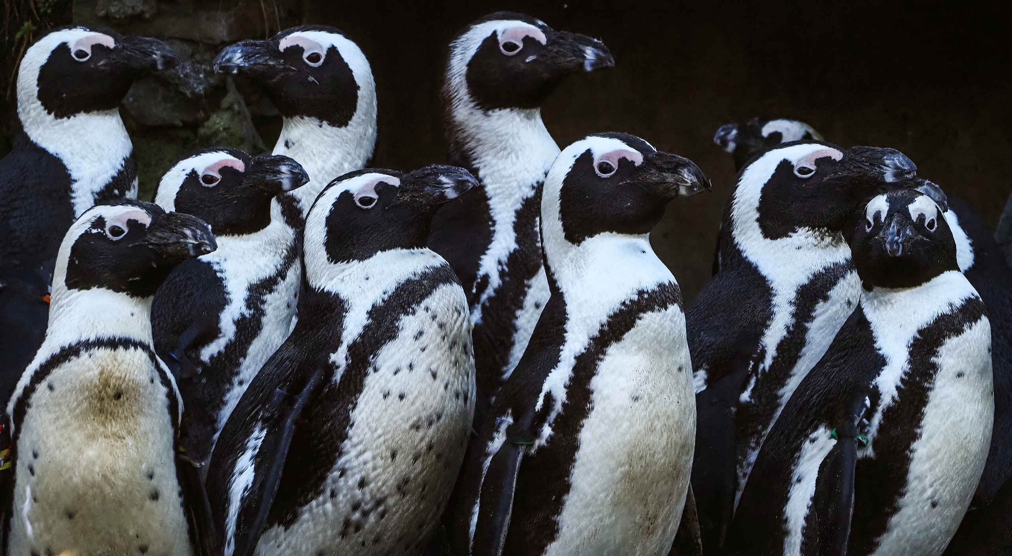 Groep Afrikaanse pinguïns close-up in Safaripark Beekse Bergen