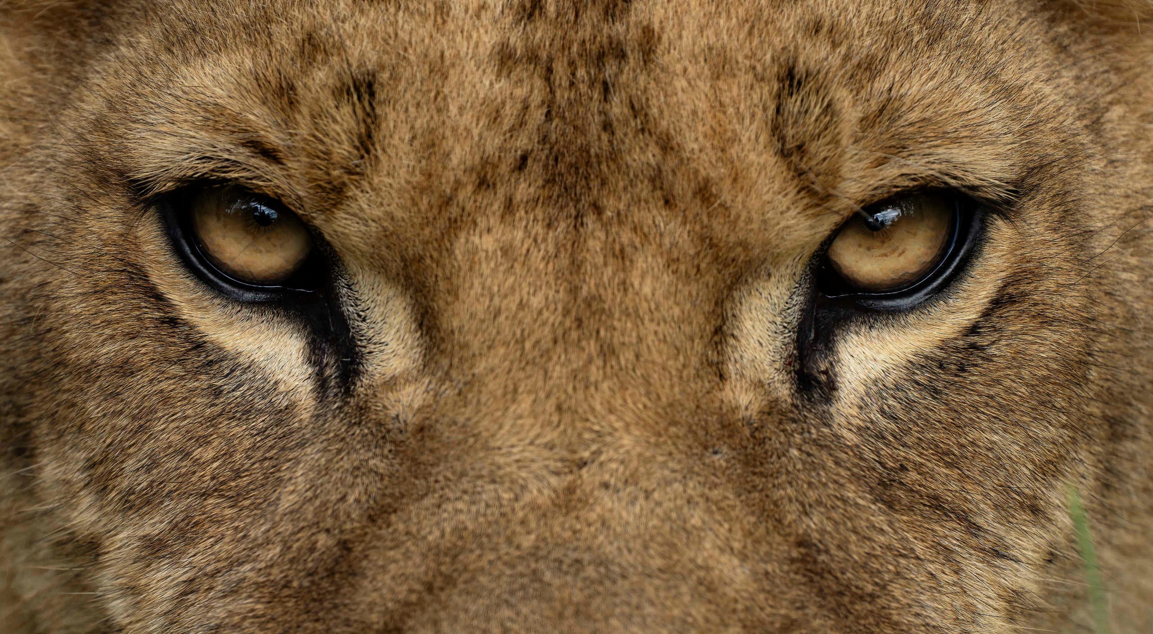 Een close-up van een leeuw bij Safaripark Beekse Bergen.