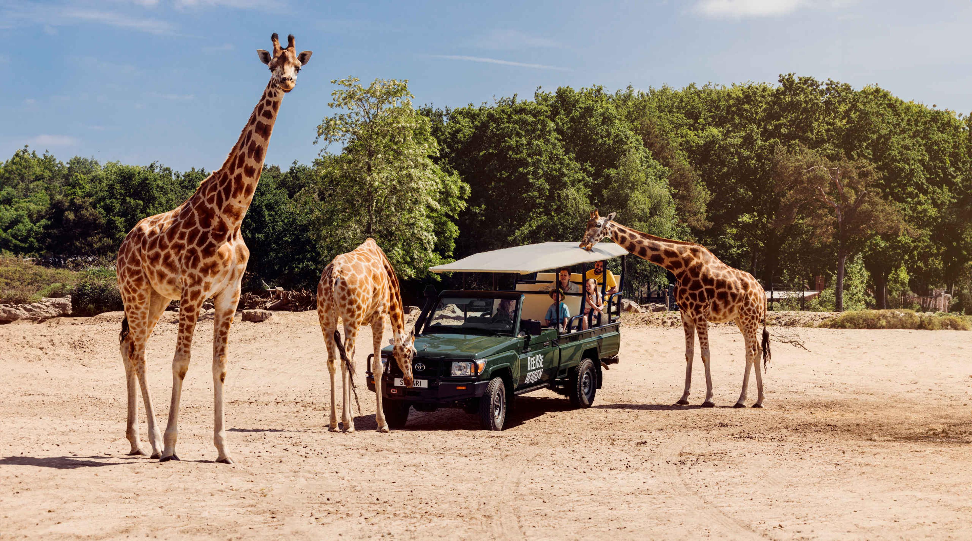Zomer giraffen bij de gamedrive in Safaripark Beekse Bergen