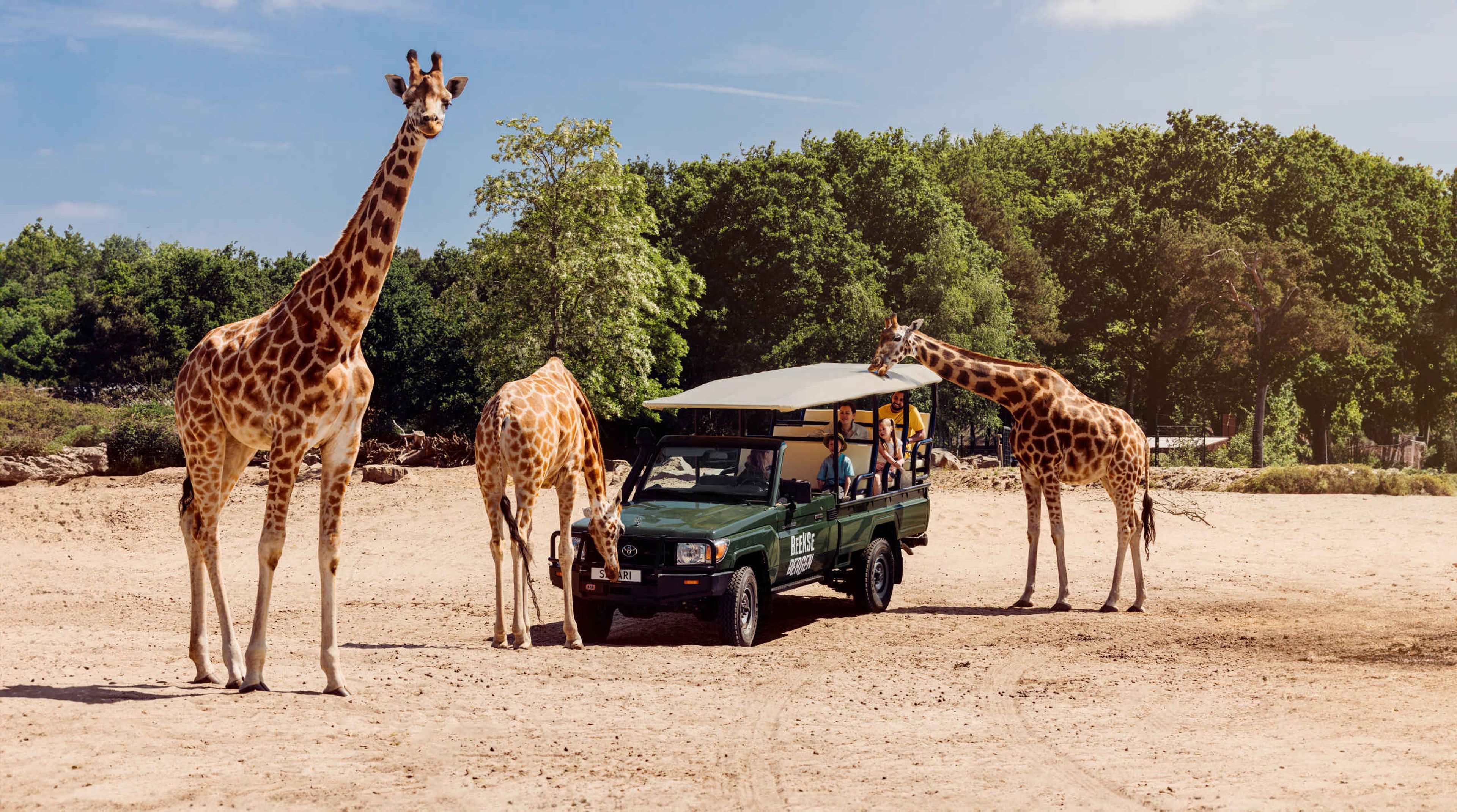 Zomer giraffen bij de gamedrive in Safaripark Beekse Bergen