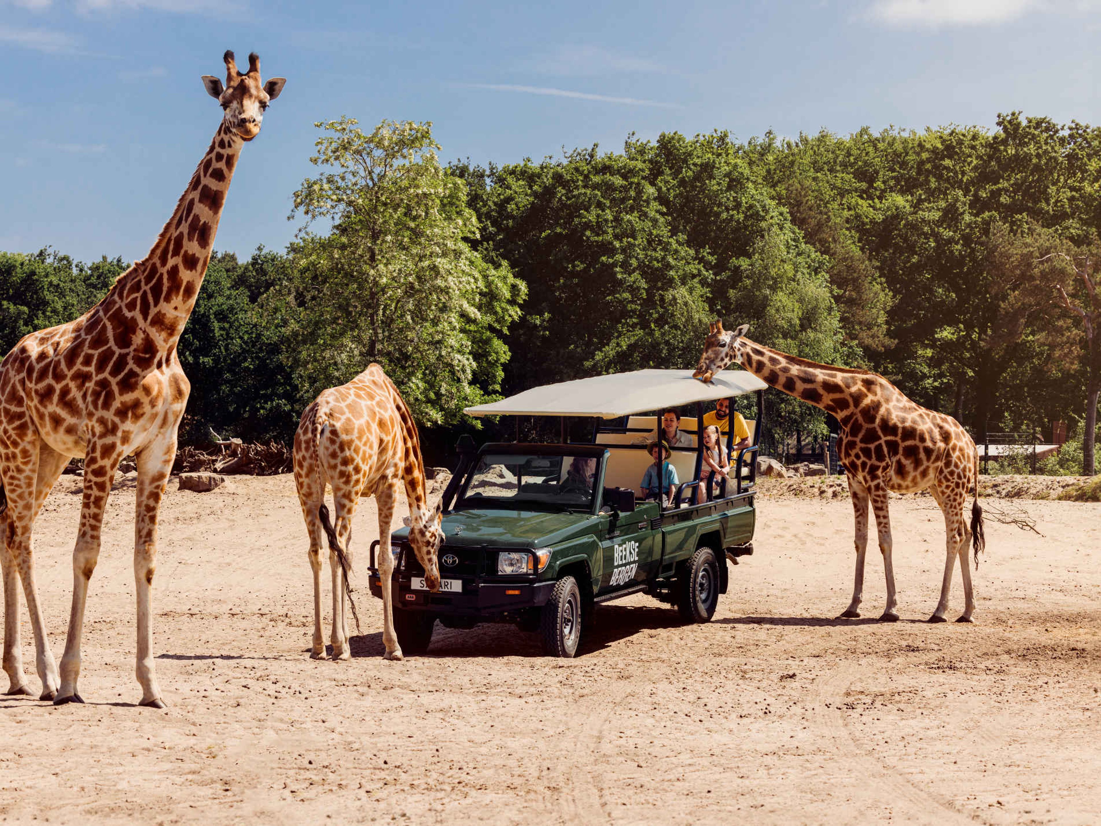 Zomer giraffen bij de gamedrive in Safaripark Beekse Bergen