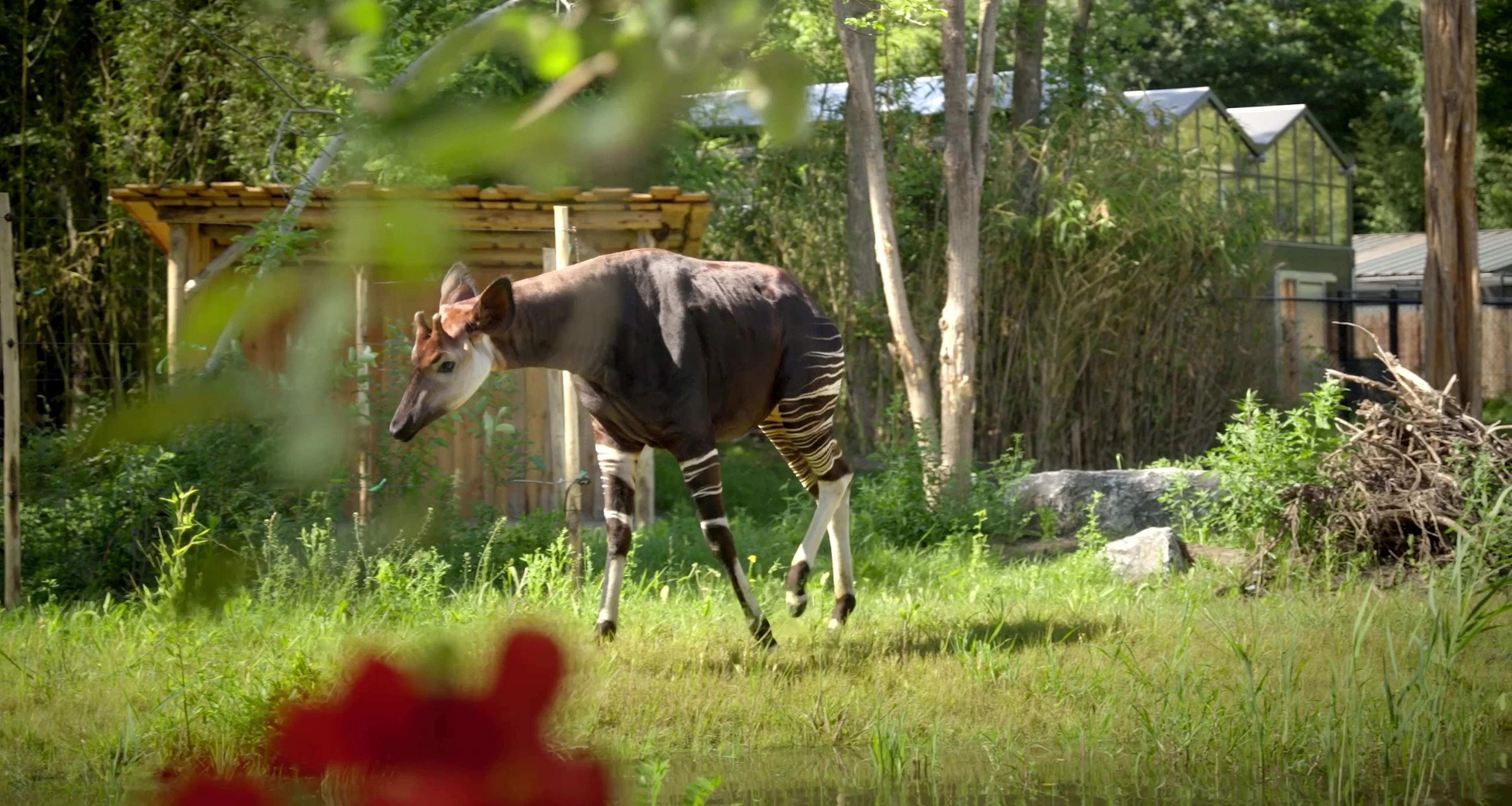 Een okapi in Ngyuwe, ZooParc Overloon