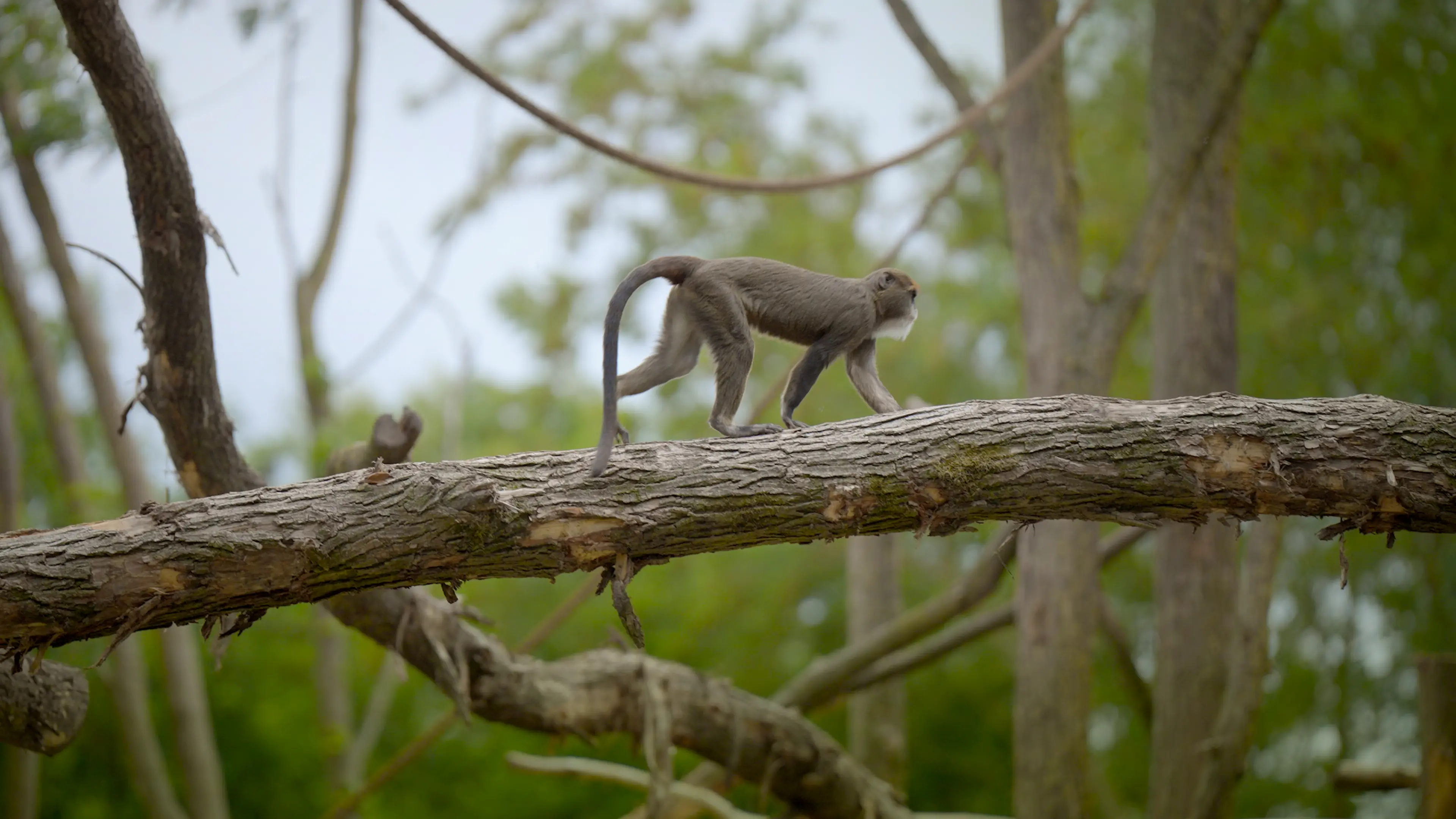 Brazzameerkat in ZooParc Overloon