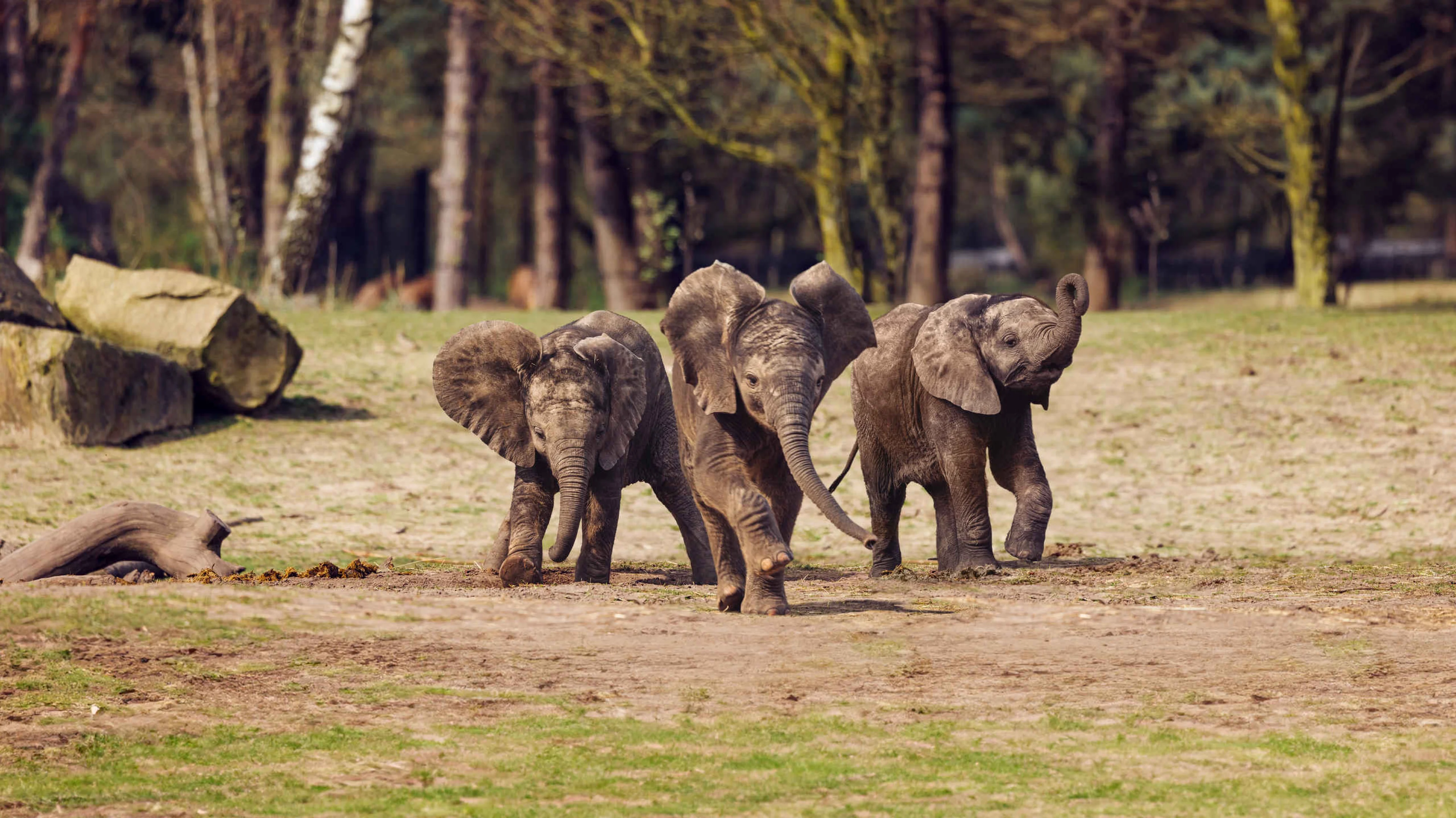 Jonge olifanten op de savanne van Safaripark Beekse Bergen
