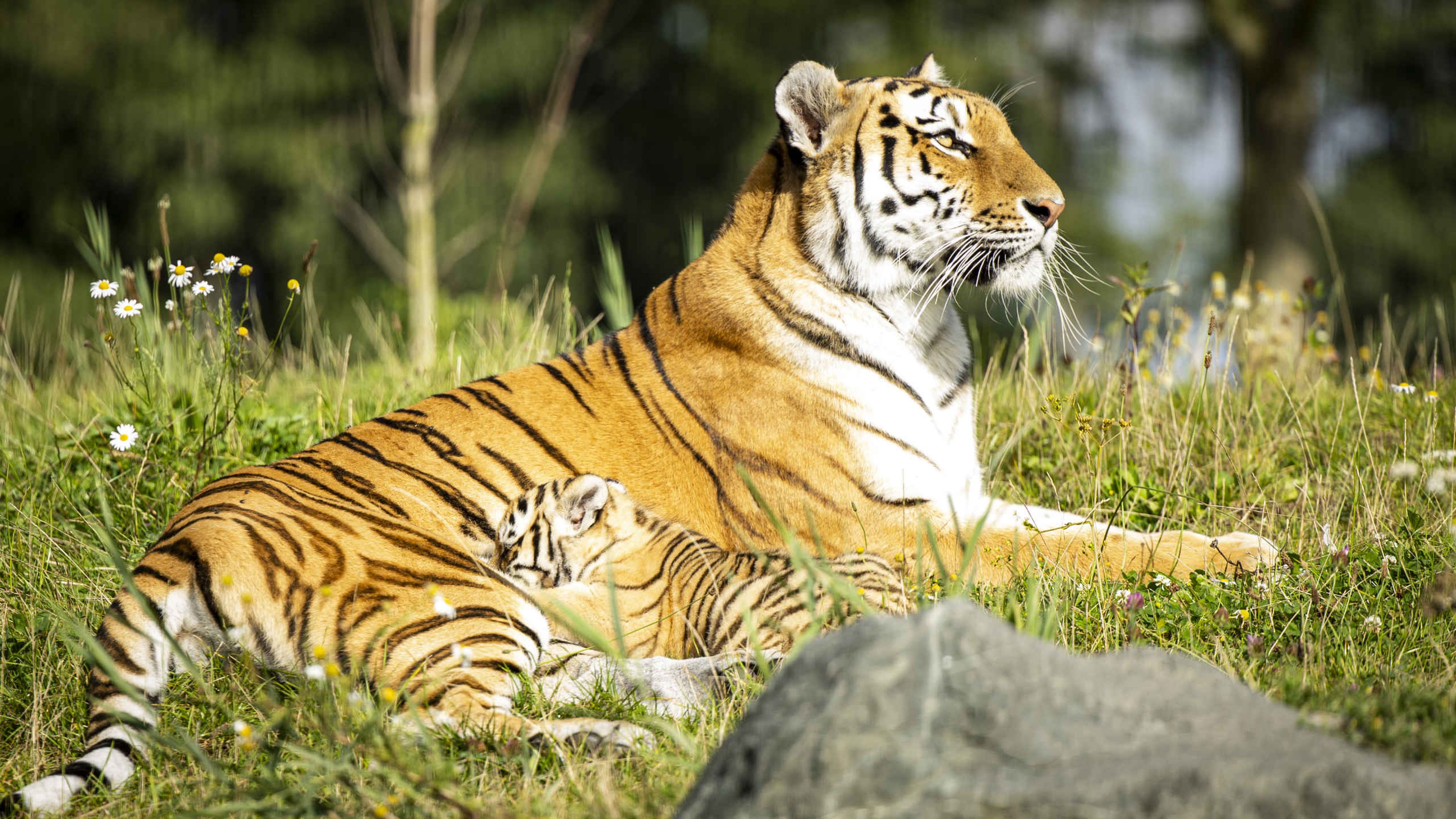 Een amoertijger en haar jong liggen in het gras bij AquaZoo Leeuwarden.