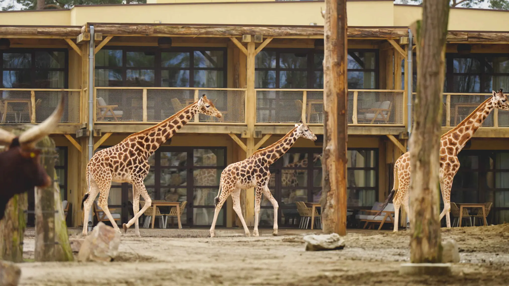 Giraffen bij het terras van Safari Hotel Beekse Bergen